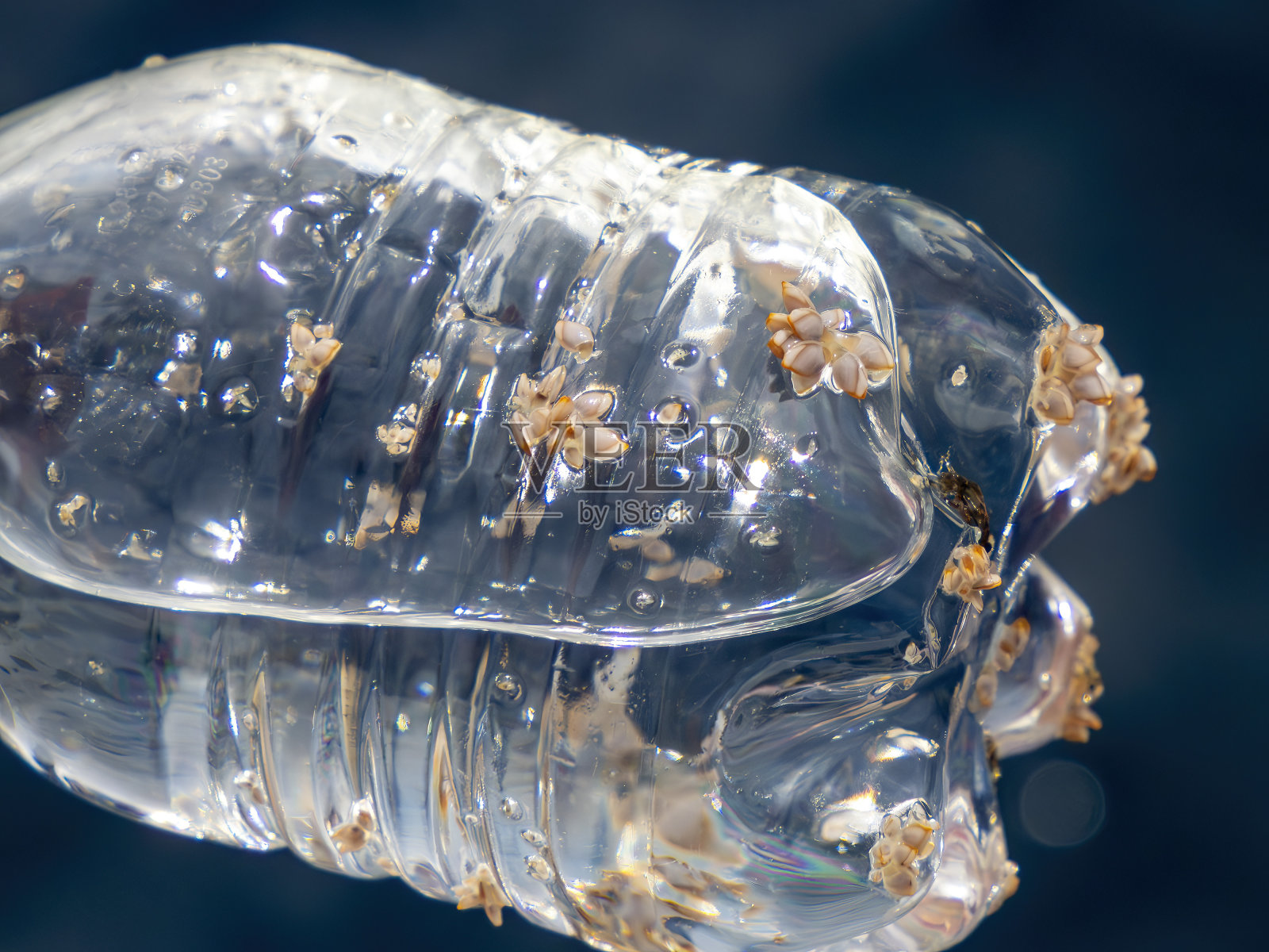 螃蟹和鹅的藤壶上的塑料瓶上的海洋太平洋塑料废物，环保或污染的概念照片摄影图片