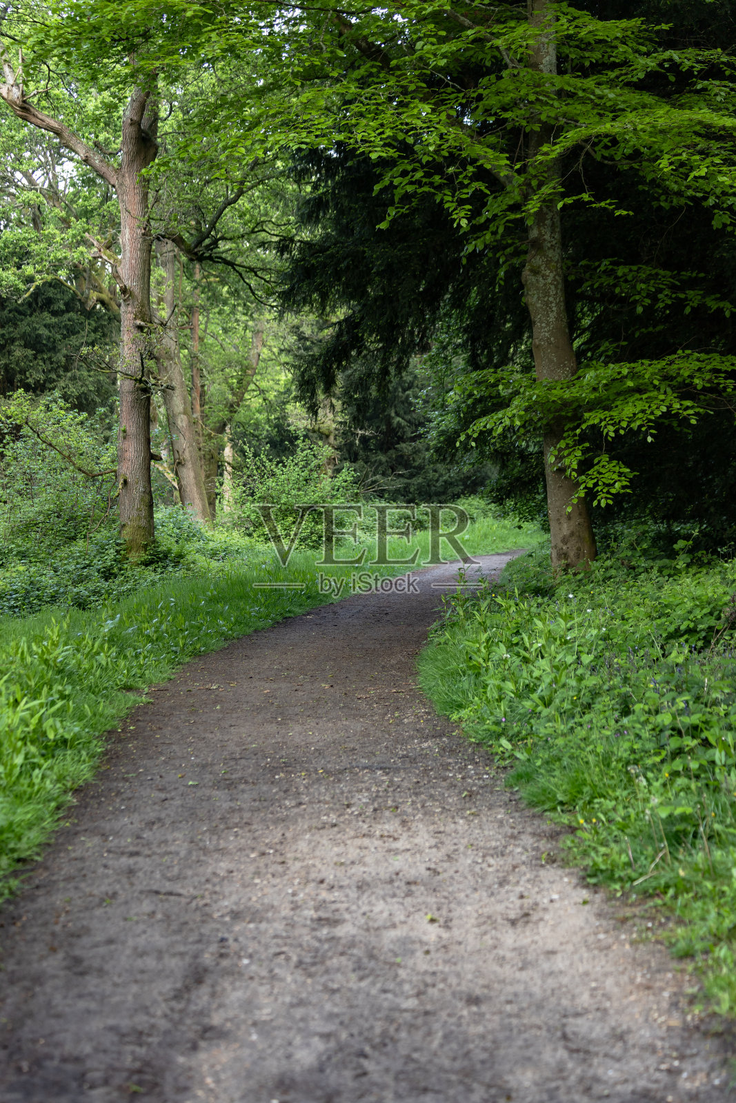 乡村小径萨里英格兰照片摄影图片