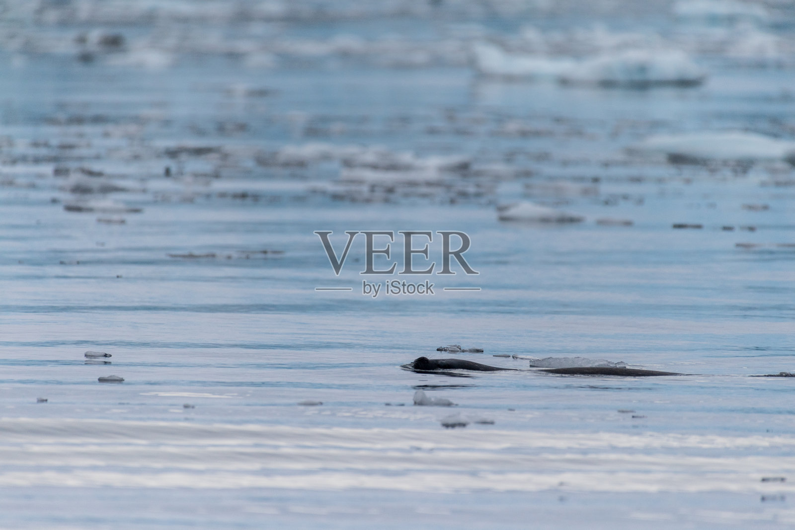 猎食海豹的远摄照片照片摄影图片