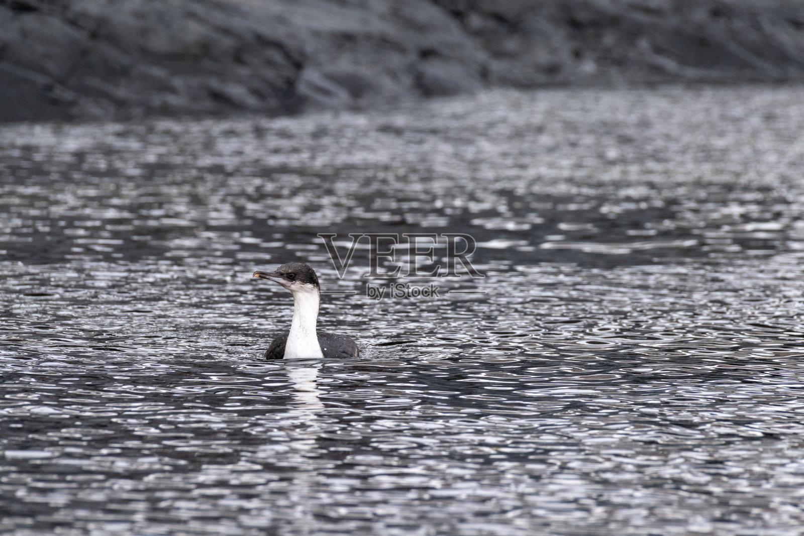 古弗维尔岛的南极沙格照片摄影图片