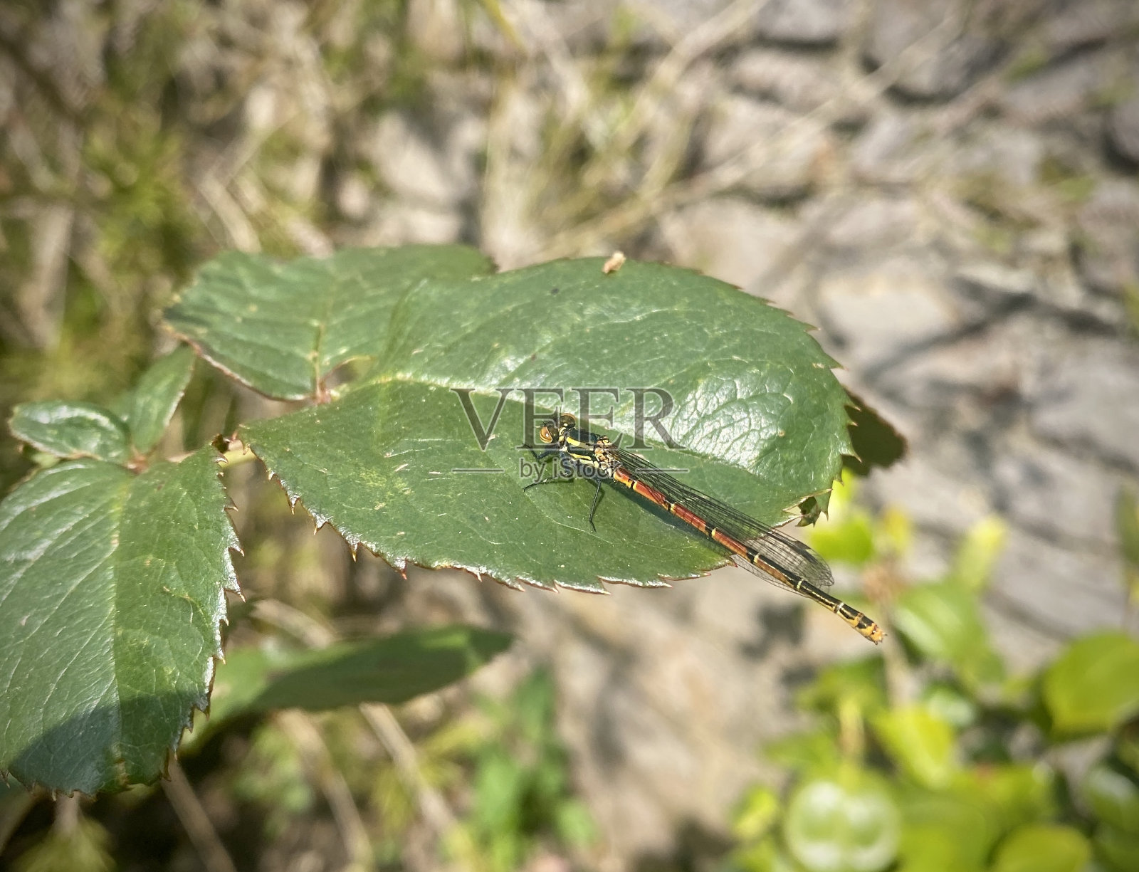 在大而光滑的玫瑰叶子上休息的少女。关闭了。照片摄影图片