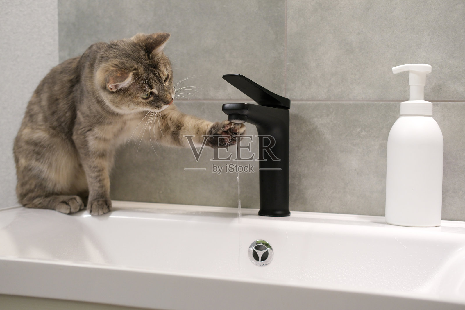 猫在现代浴室里从黑色水龙头喝水的有趣画像。猫玩水，看在水面上，站在水池上。灰色绿眼猫的侧视图。照片摄影图片