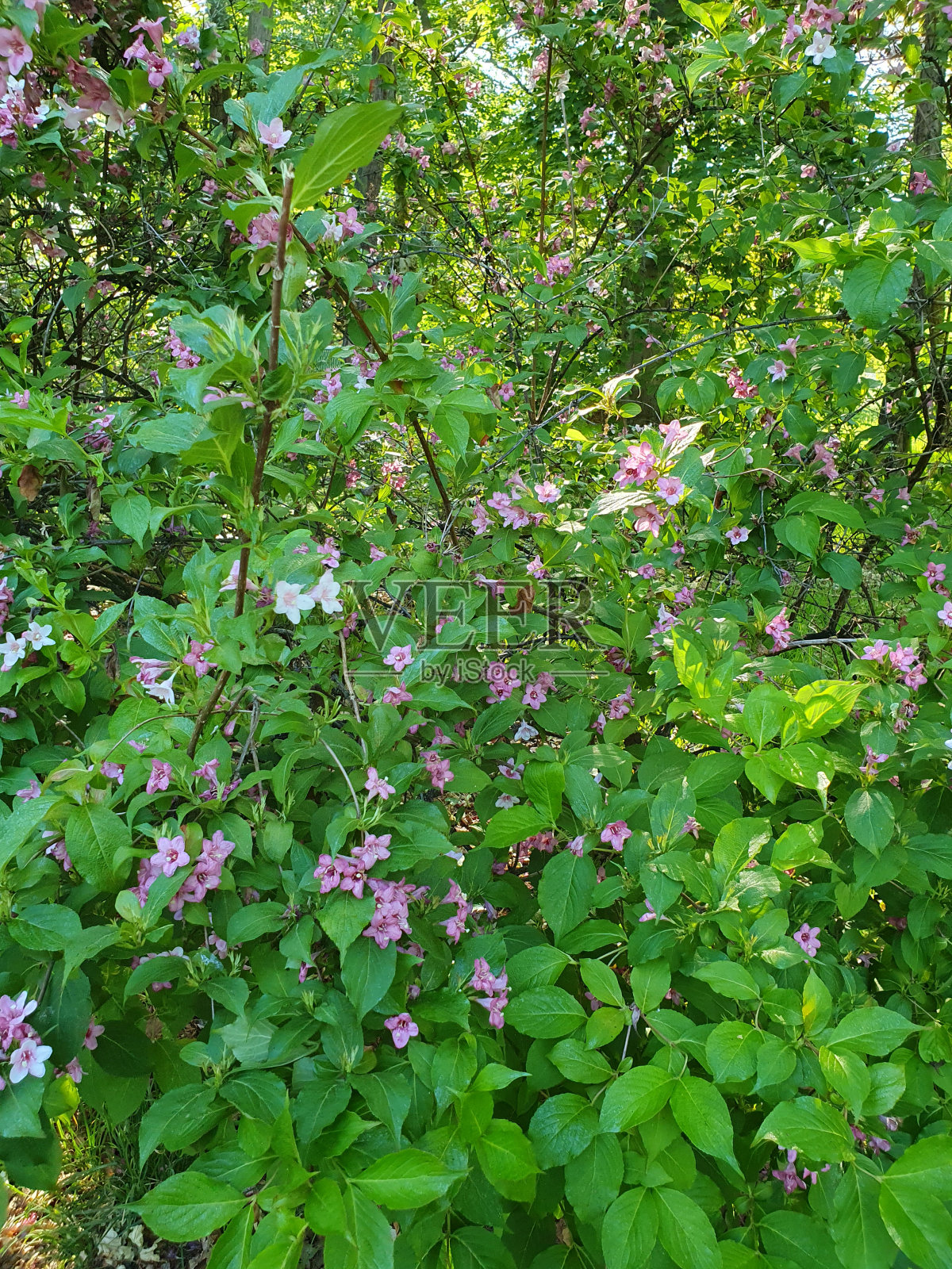 用于装饰美丽的花园地块和私人小屋的观赏灌木。树叶上覆盖着绒毛照片摄影图片
