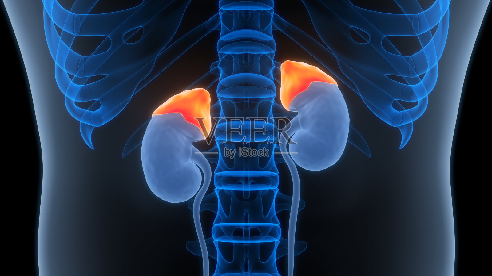 人体腺体肾上腺解剖照片摄影图片