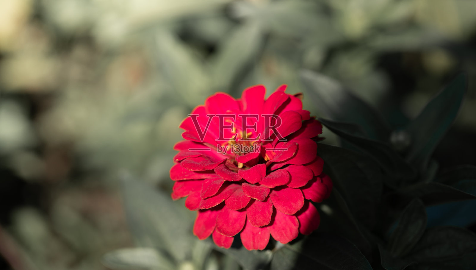 模糊的绿色变色的叶子与一个品红百日菊花接近焦点的前景。照片摄影图片