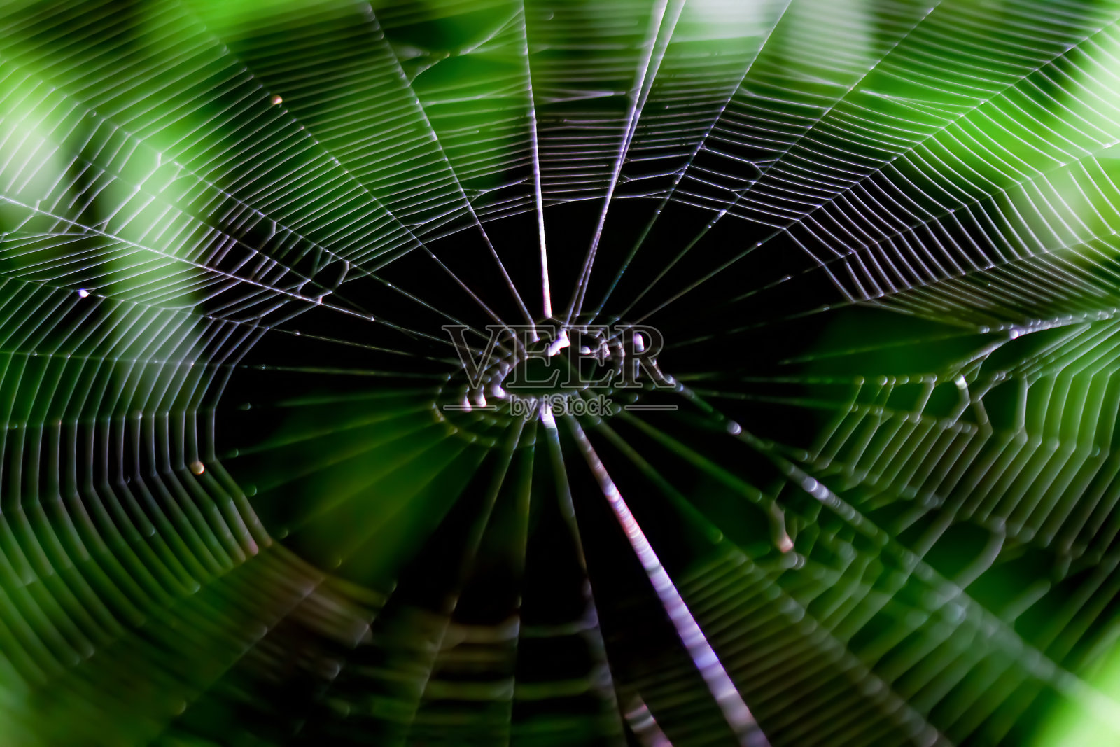 自然光下错综复杂的蜘蛛网。乌来,台湾。照片摄影图片