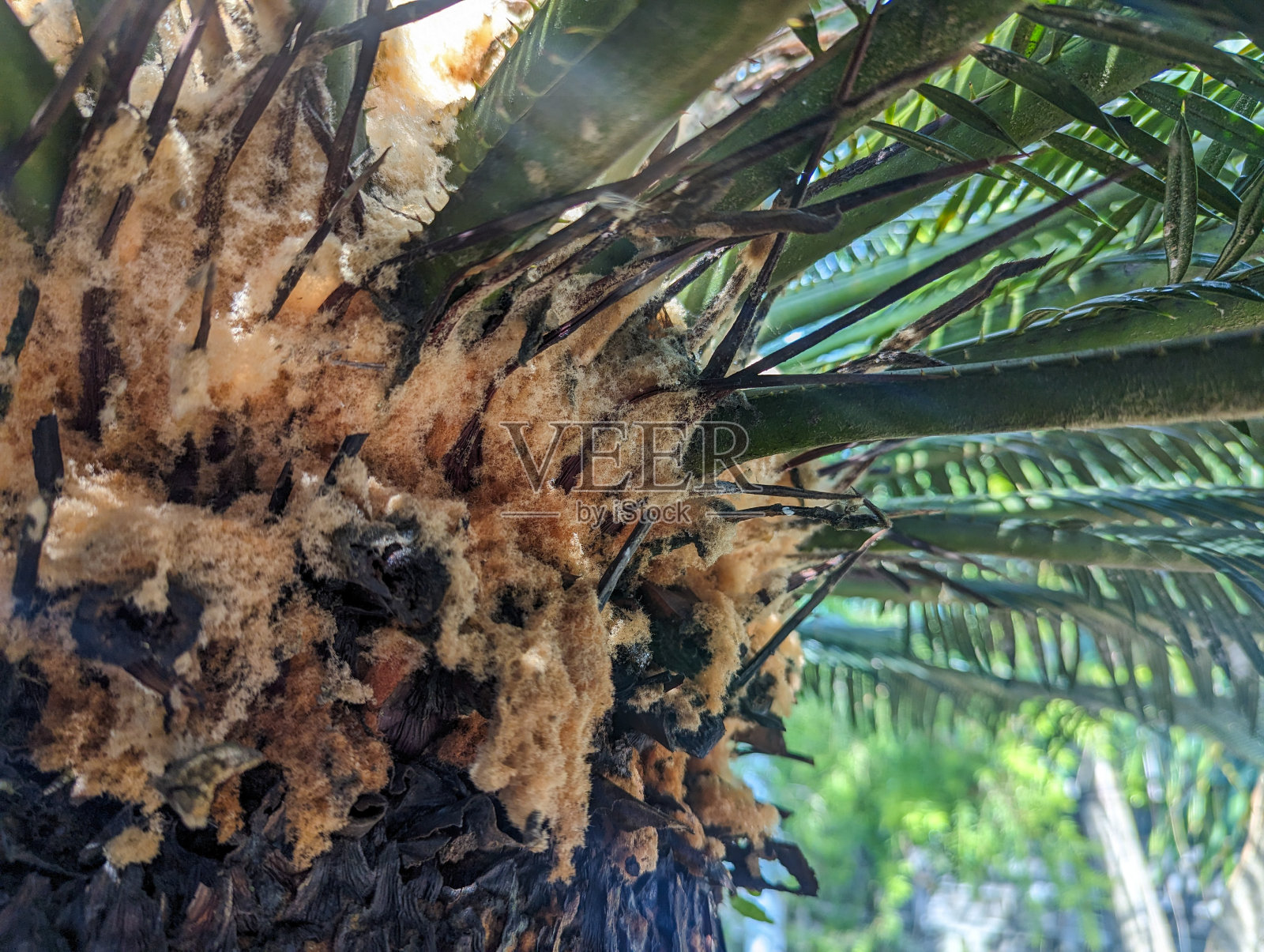 棕榈树与树叶和阳光的低角度视图照片摄影图片