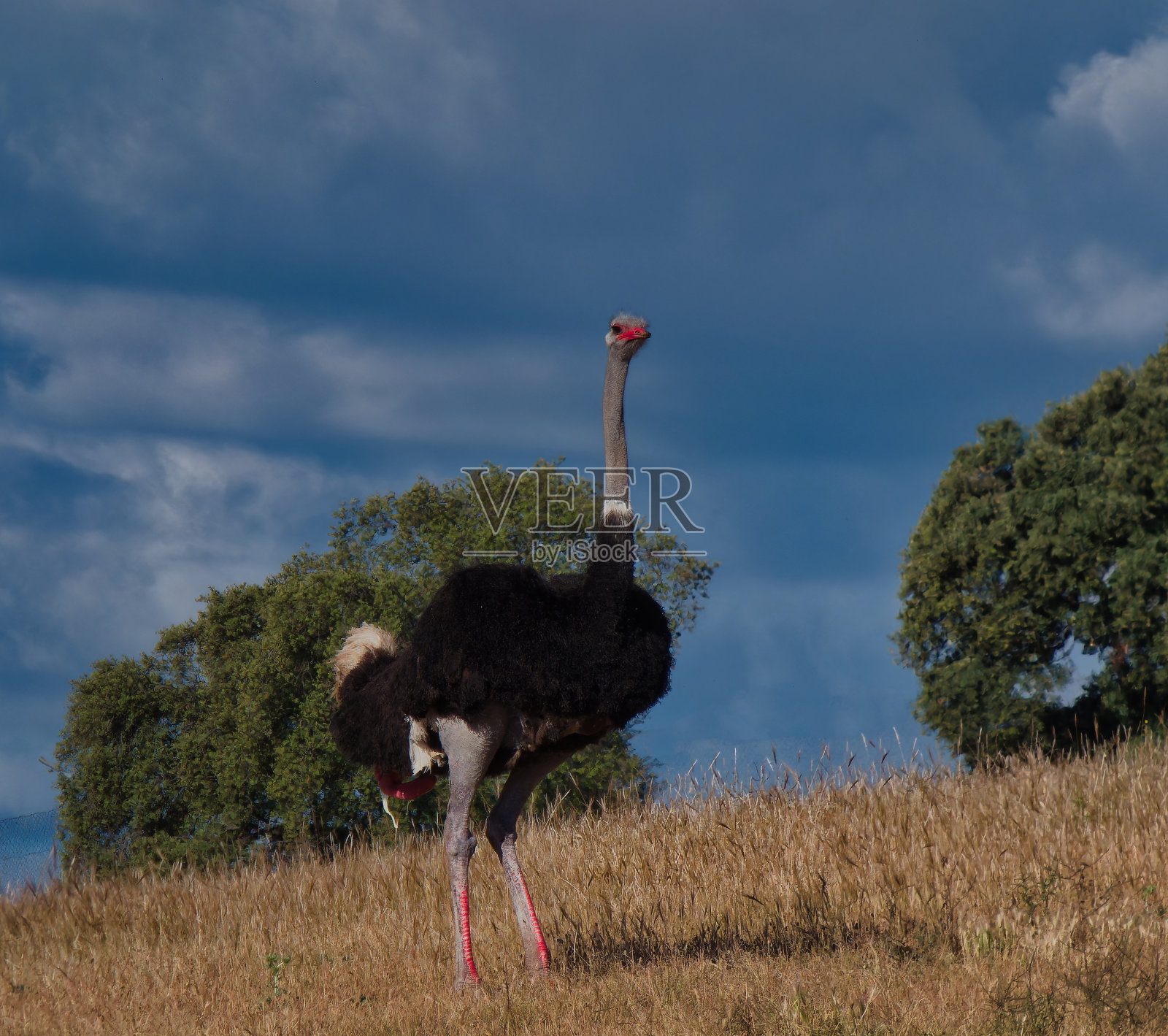 …鸵鸟，红背，驼鹿，鸟，动物，大型，非洲，阳光，春天，田野，草地，照片摄影图片