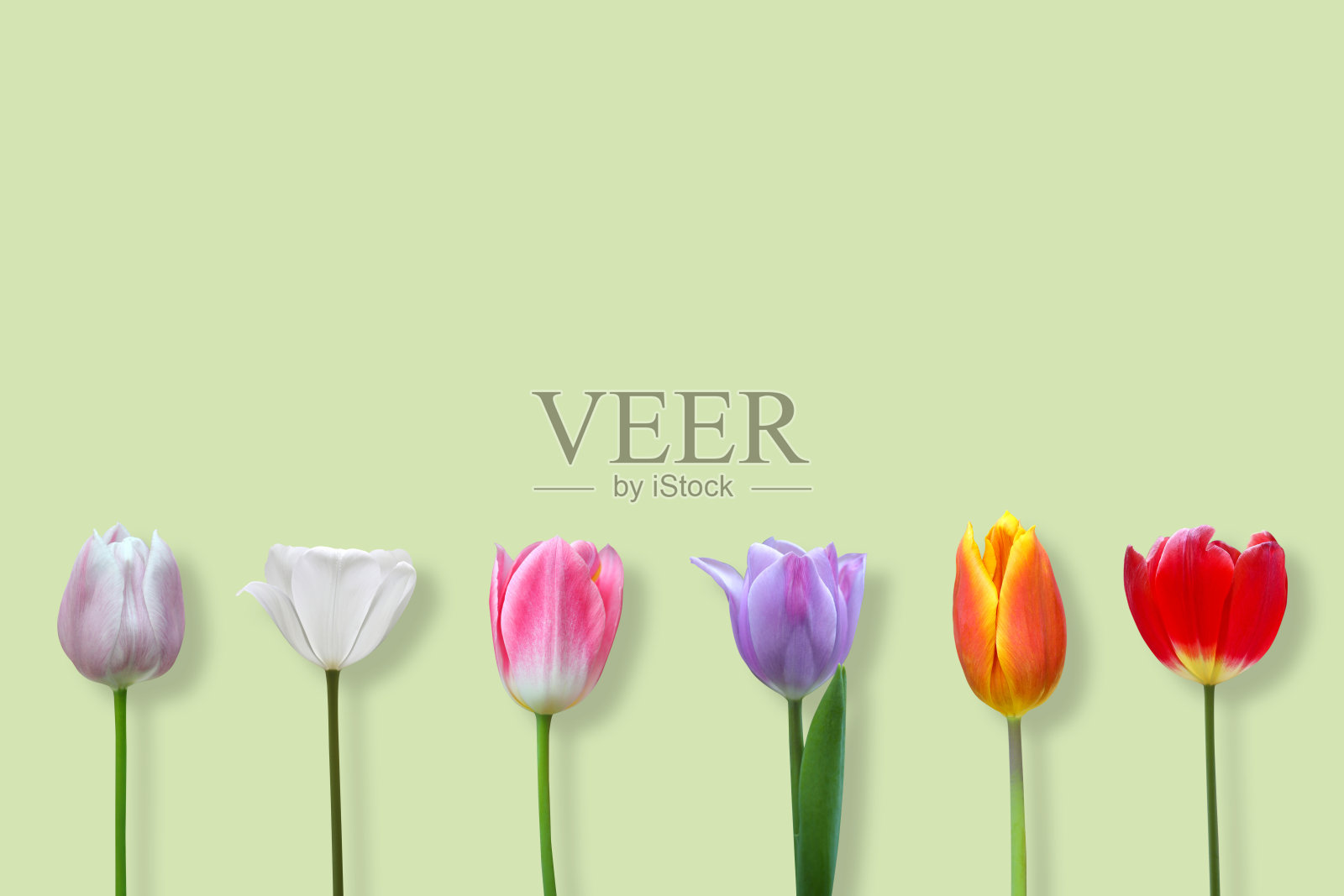 郁金香照片摄影图片