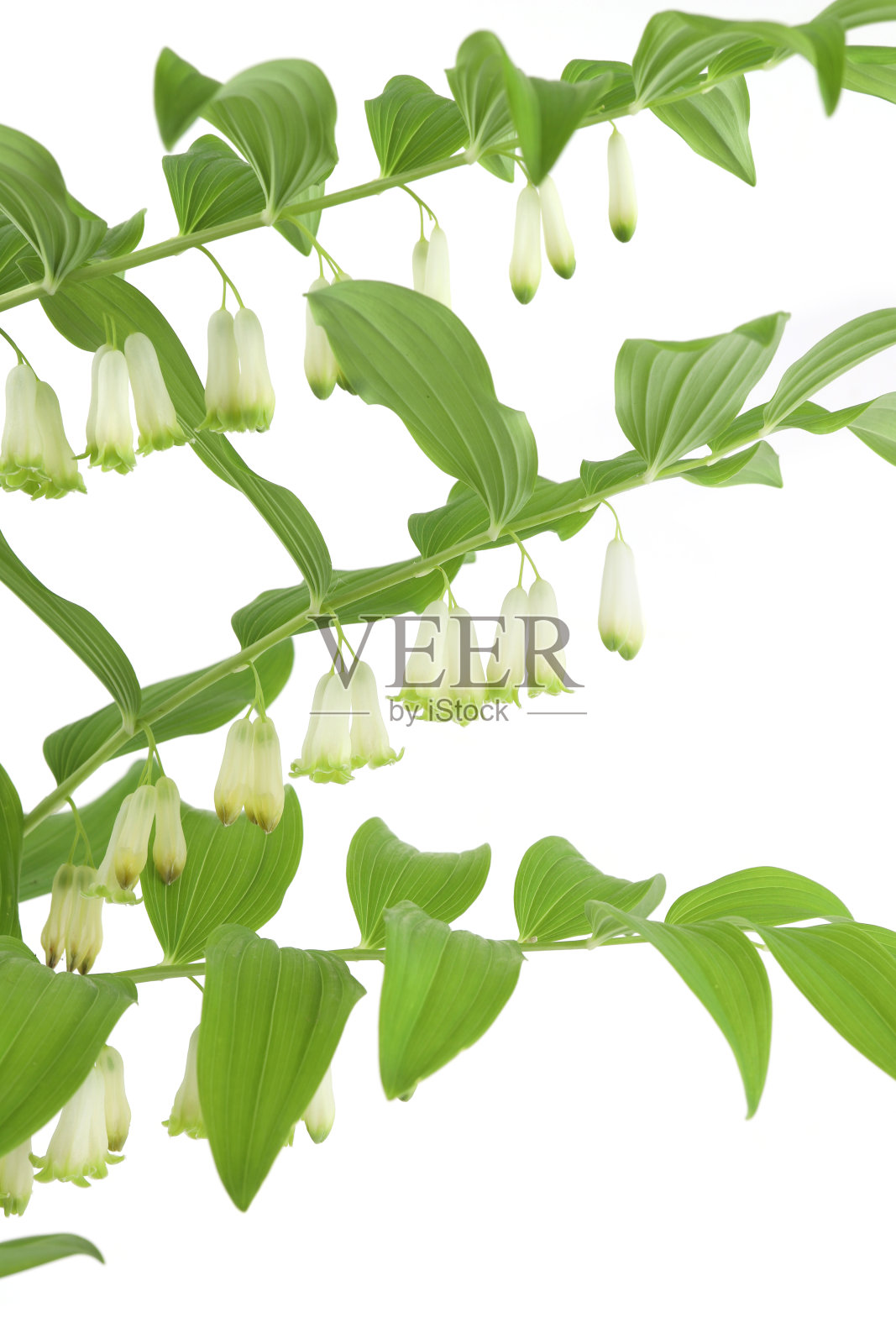 花黄精分离于白色背景。照片摄影图片