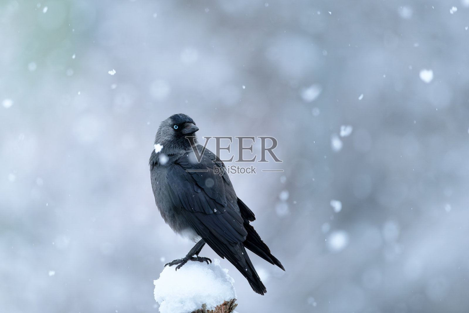 雪天乌鸦照片摄影图片