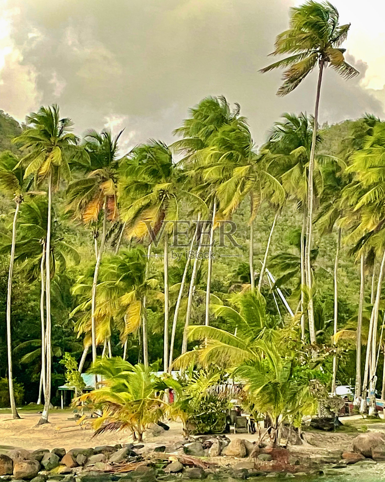 风palmtrees照片摄影图片