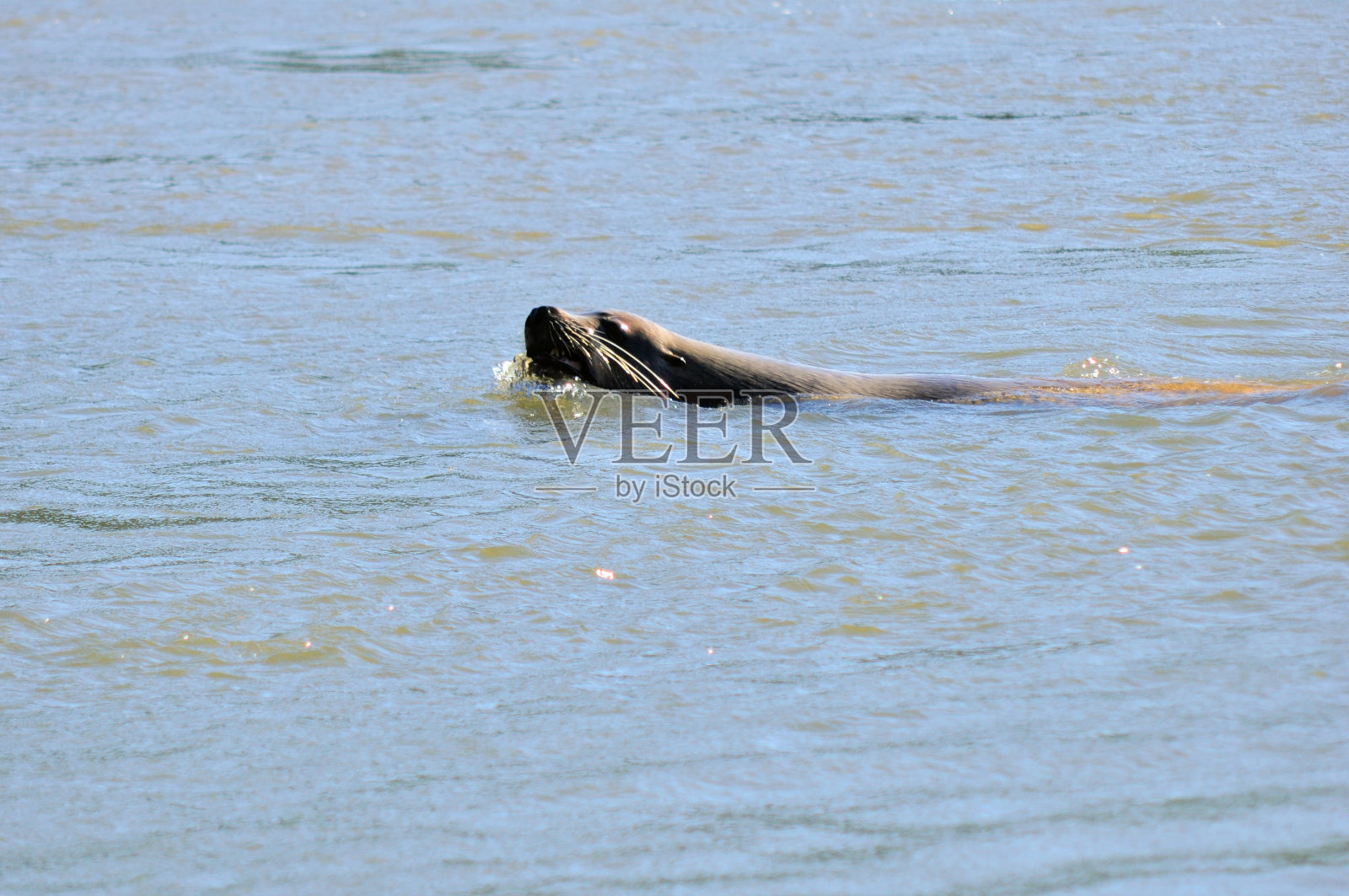 淡水中的海狮照片摄影图片