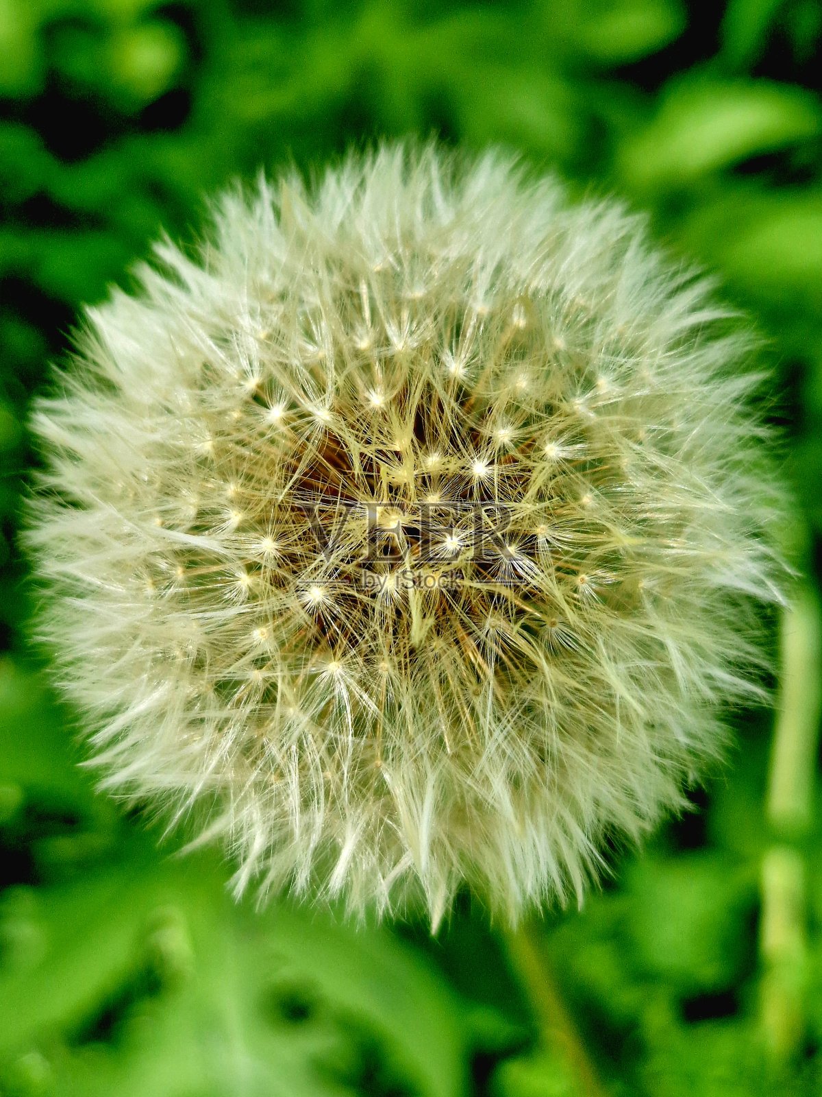 野花/蒲公英照片摄影图片