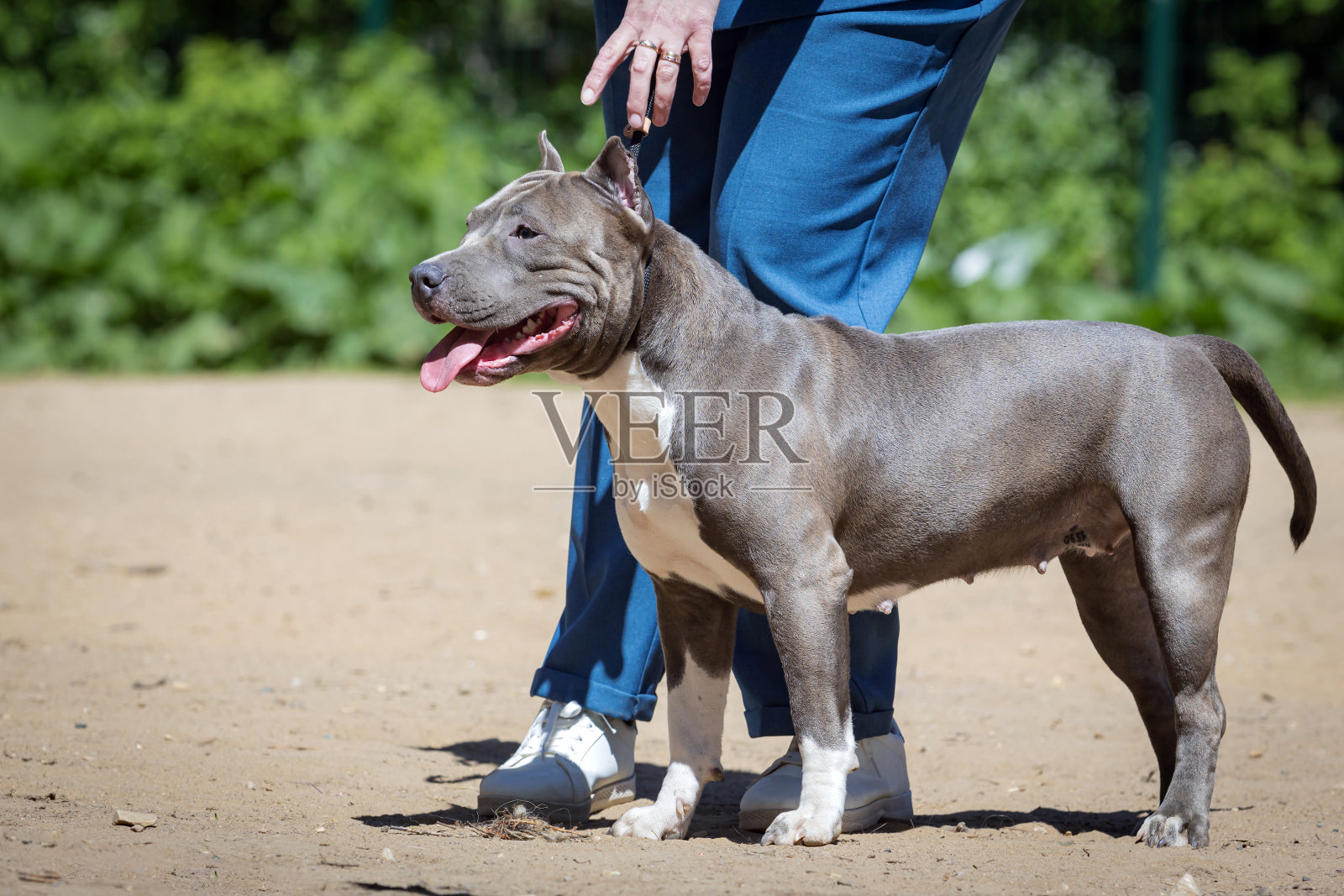 汉德勒让美国斯塔福德梗在狗展上摆出正确的姿势。可爱的宠物在训练中服从命令。照片摄影图片