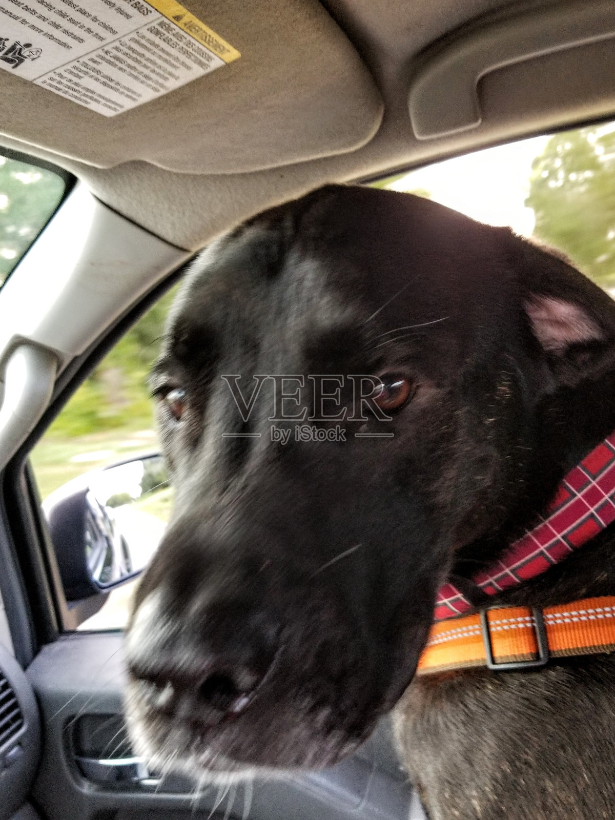 花，马，狗，猫照片摄影图片