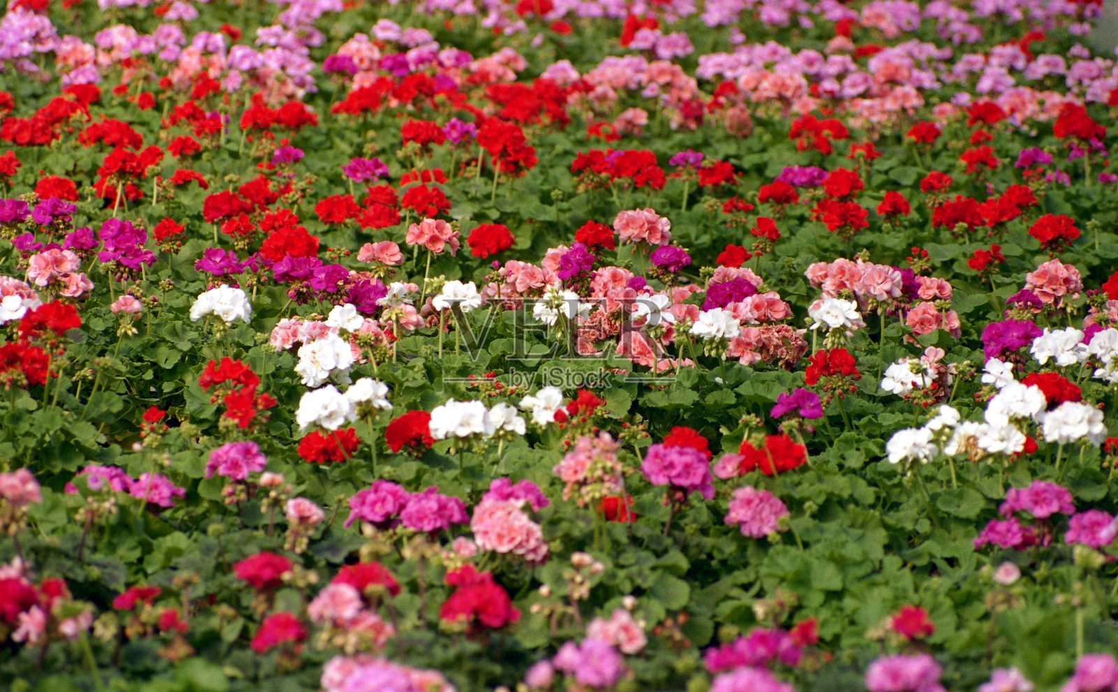 天竺葵的栽培照片摄影图片