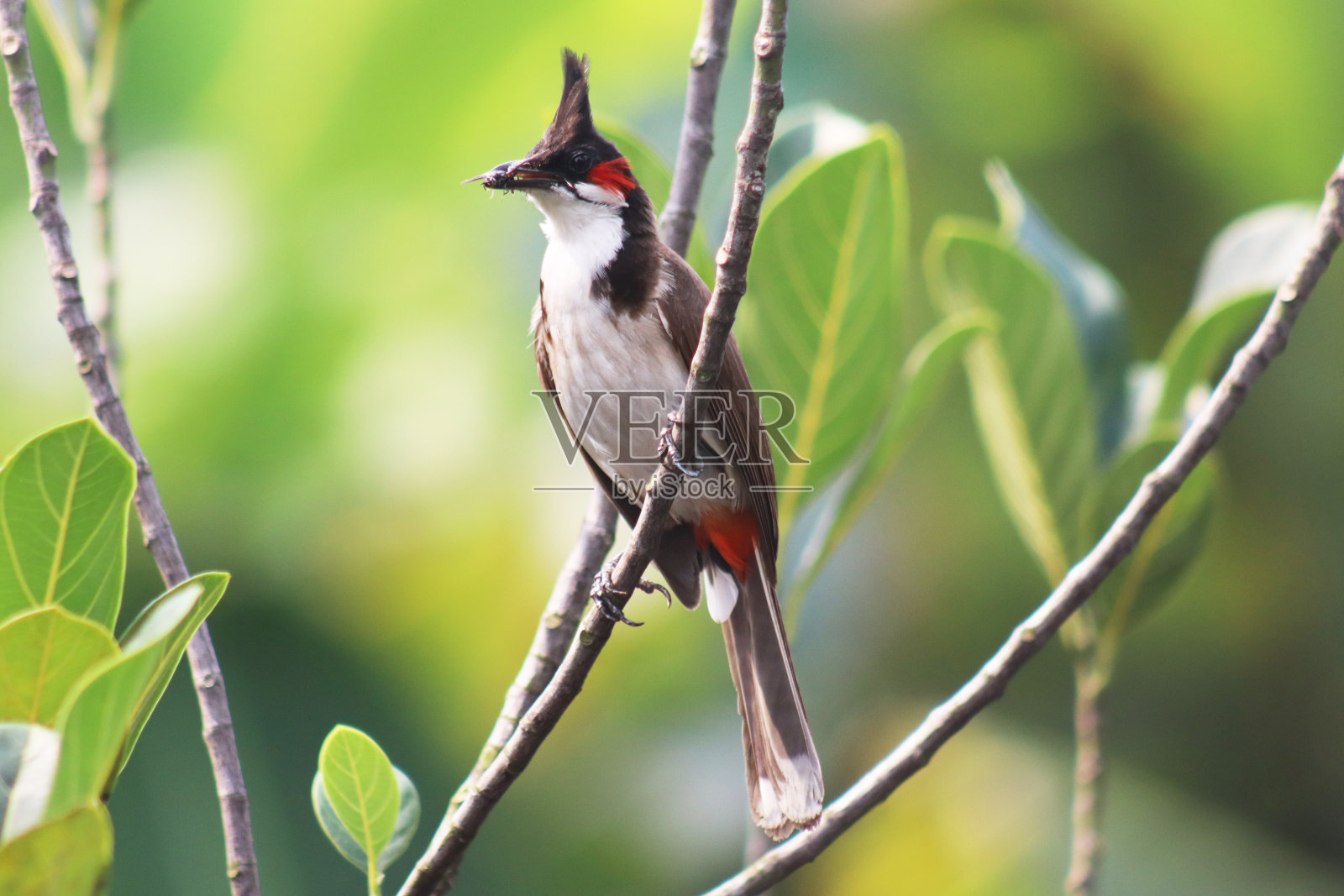 鸟类和动物- 39照片摄影图片