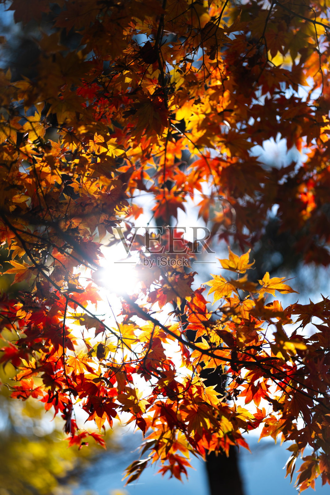 森林:在秋天的不同阶段有树木的森林树大多是橙色的，但有些仍然是绿色的。场景是和平和宁静的，因为树木在自然环境中照片摄影图片