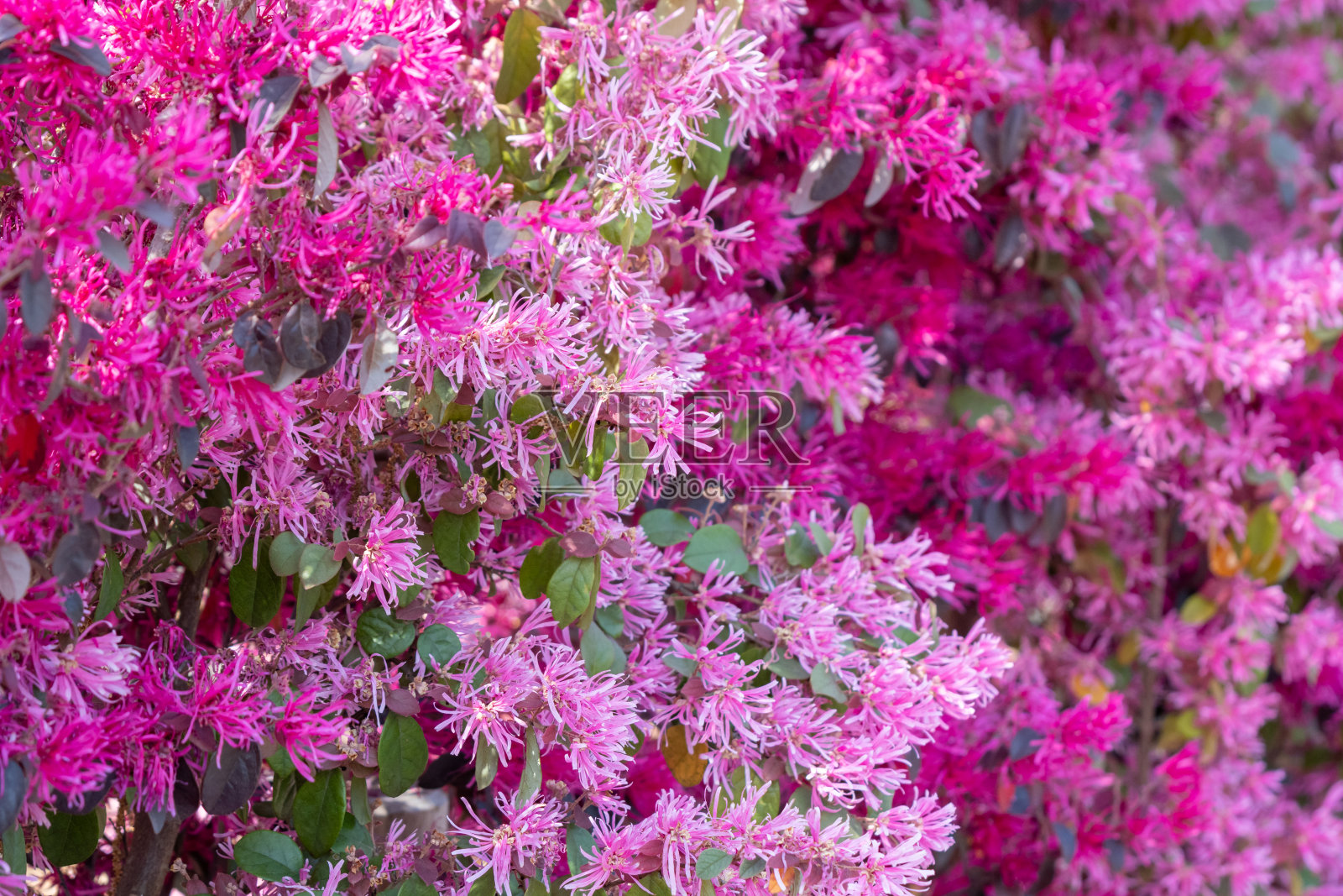 红花檵木照片摄影图片