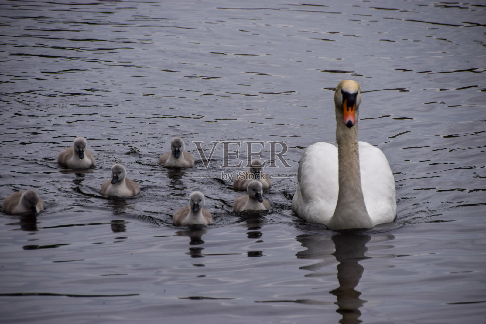 沉默的天鹅妈妈和小天鹅照片摄影图片