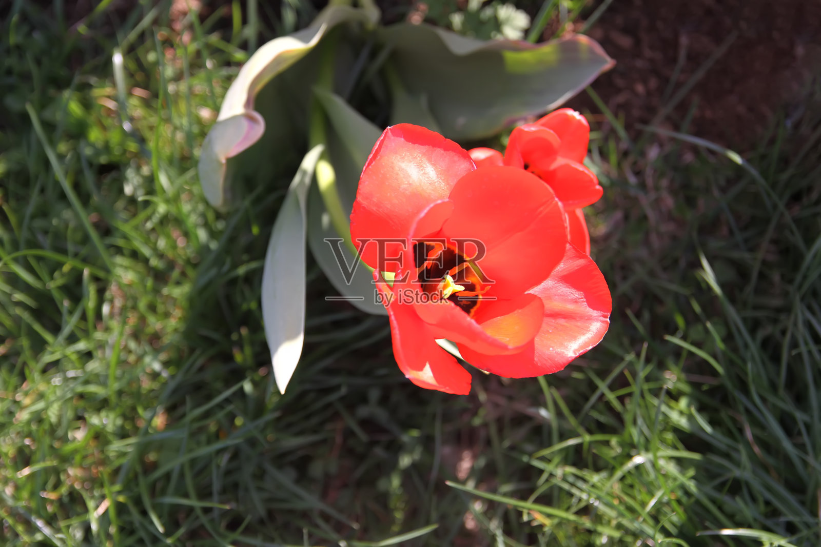 红色的郁金香花在田野上。照片摄影图片