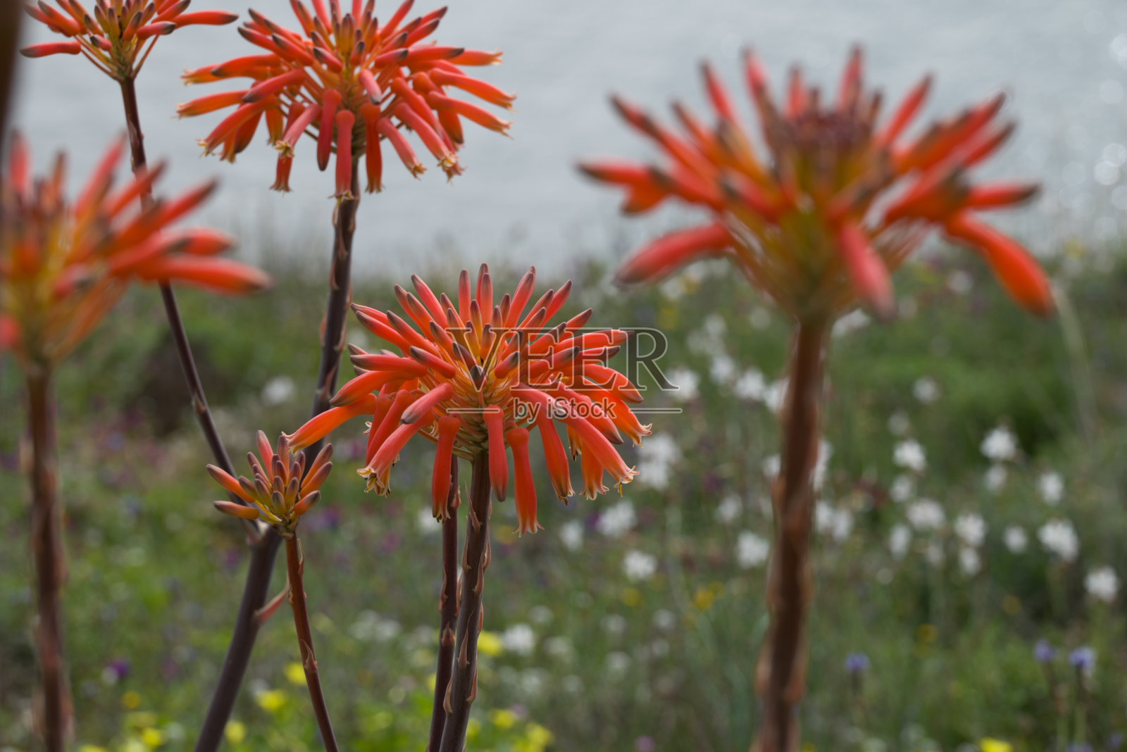 芦荟花。美丽的芦荟植物的花朵照片摄影图片