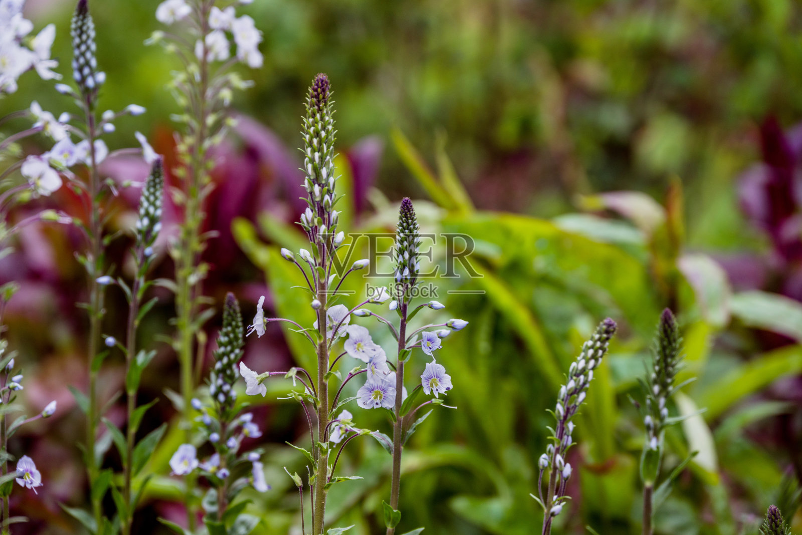 公园里春天的背景照片照片摄影图片