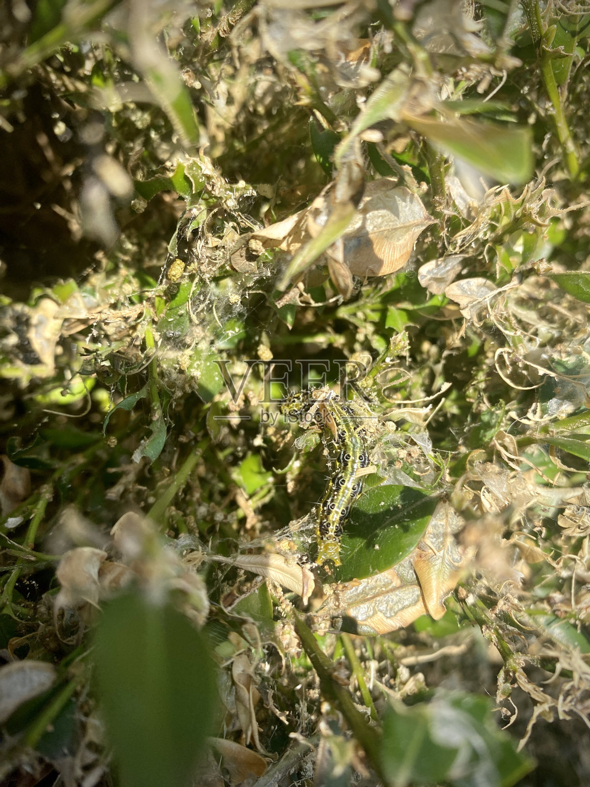 箱子树毛虫吃黄豆科植物。昆虫,害虫照片摄影图片