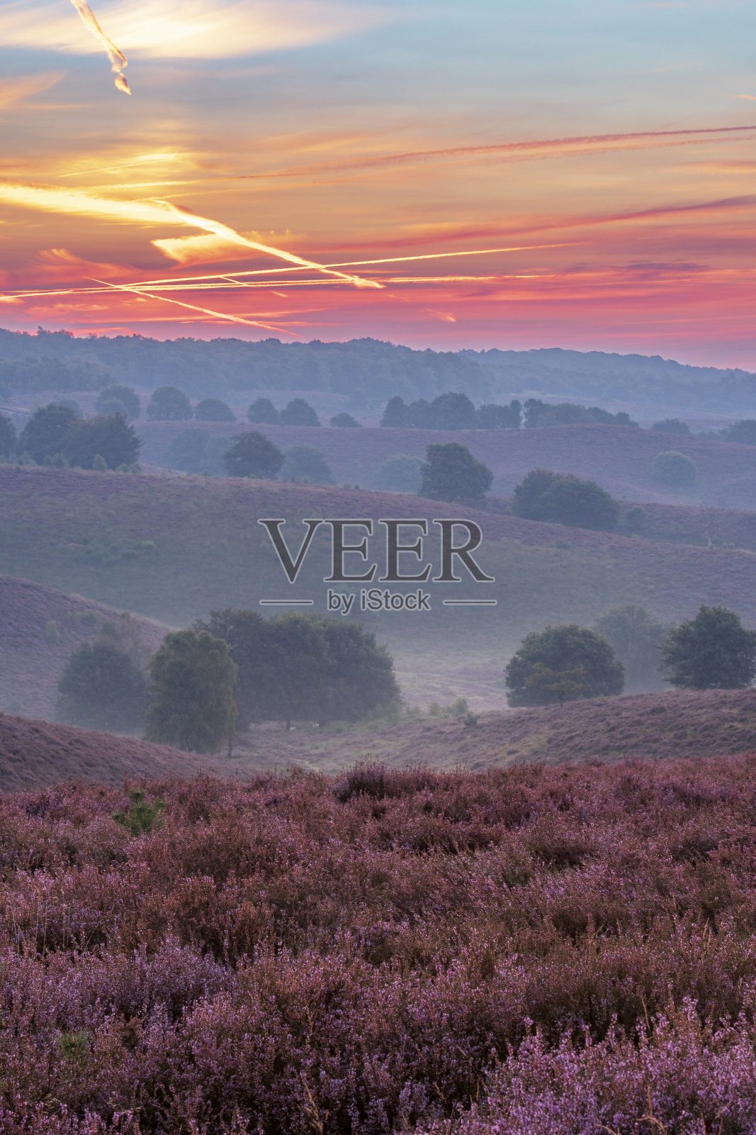 日出在山上盛开的石南地里照片摄影图片