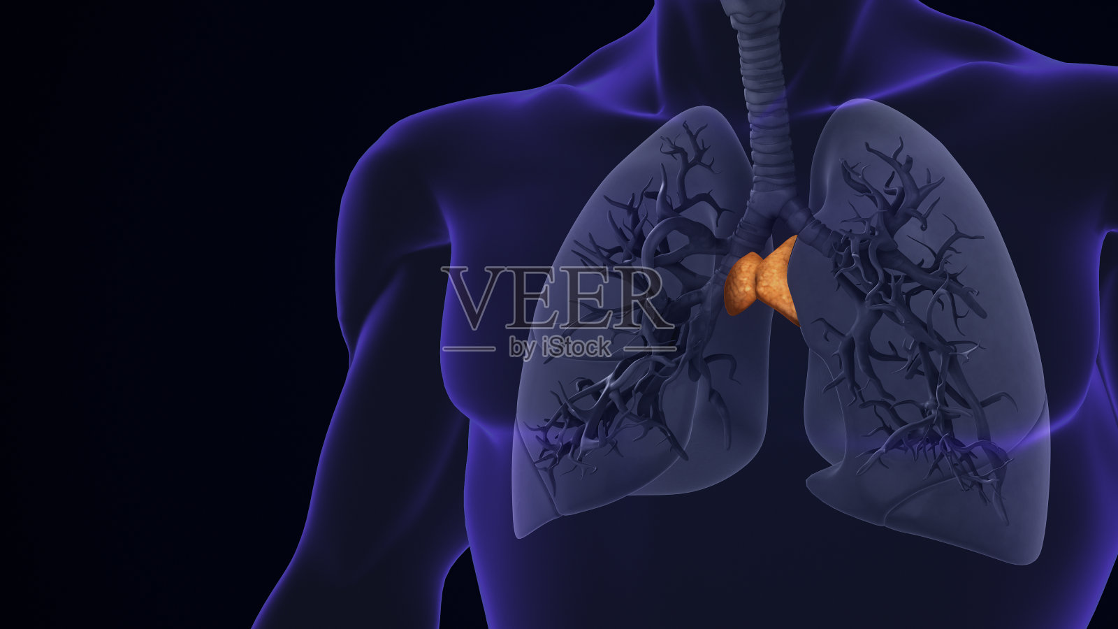 人的胸腺位于两肺之间照片摄影图片