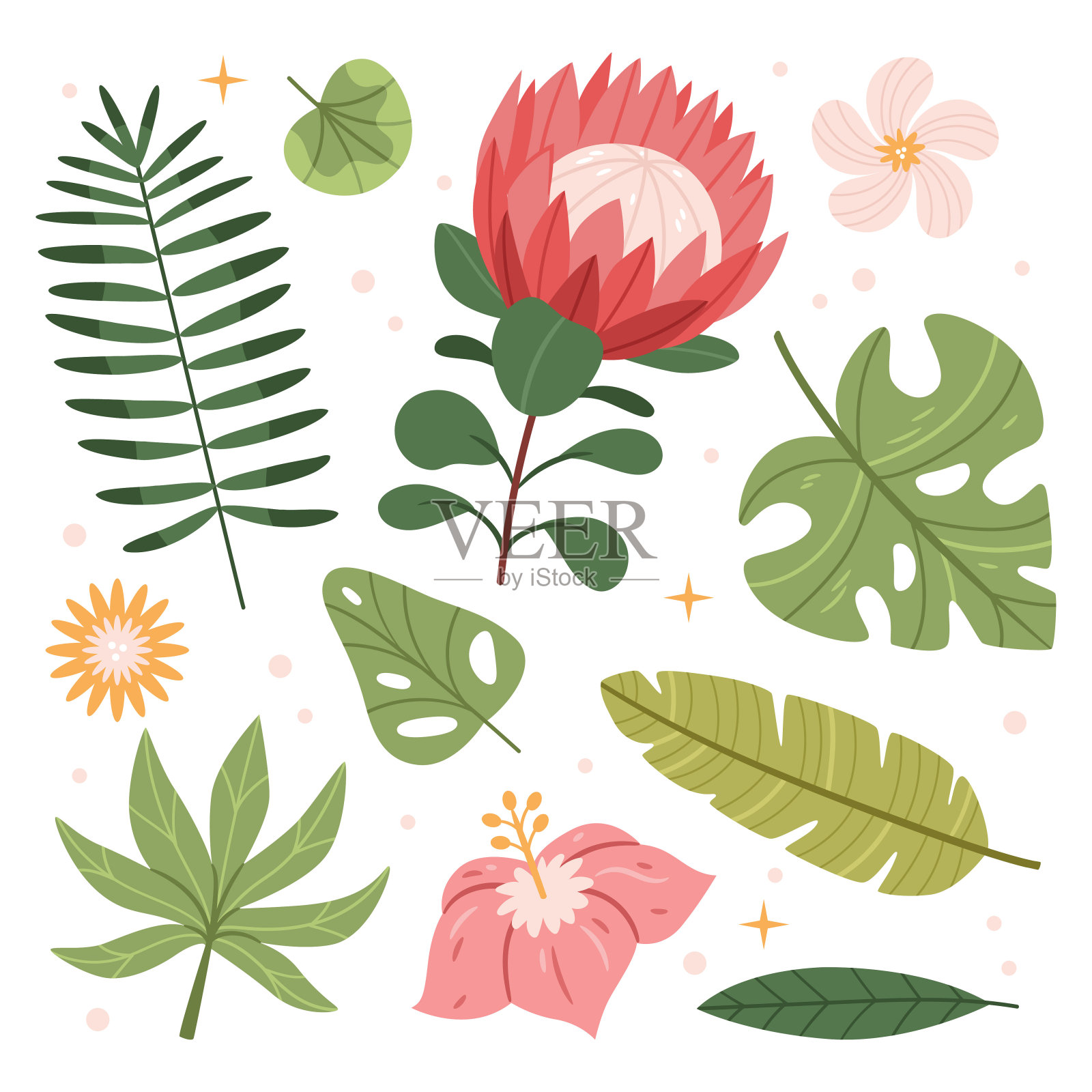 热带收集与异国情调的花和叶。木槿，棕榈，香蕉叶，木槿，鸡蛋花。插画图片素材