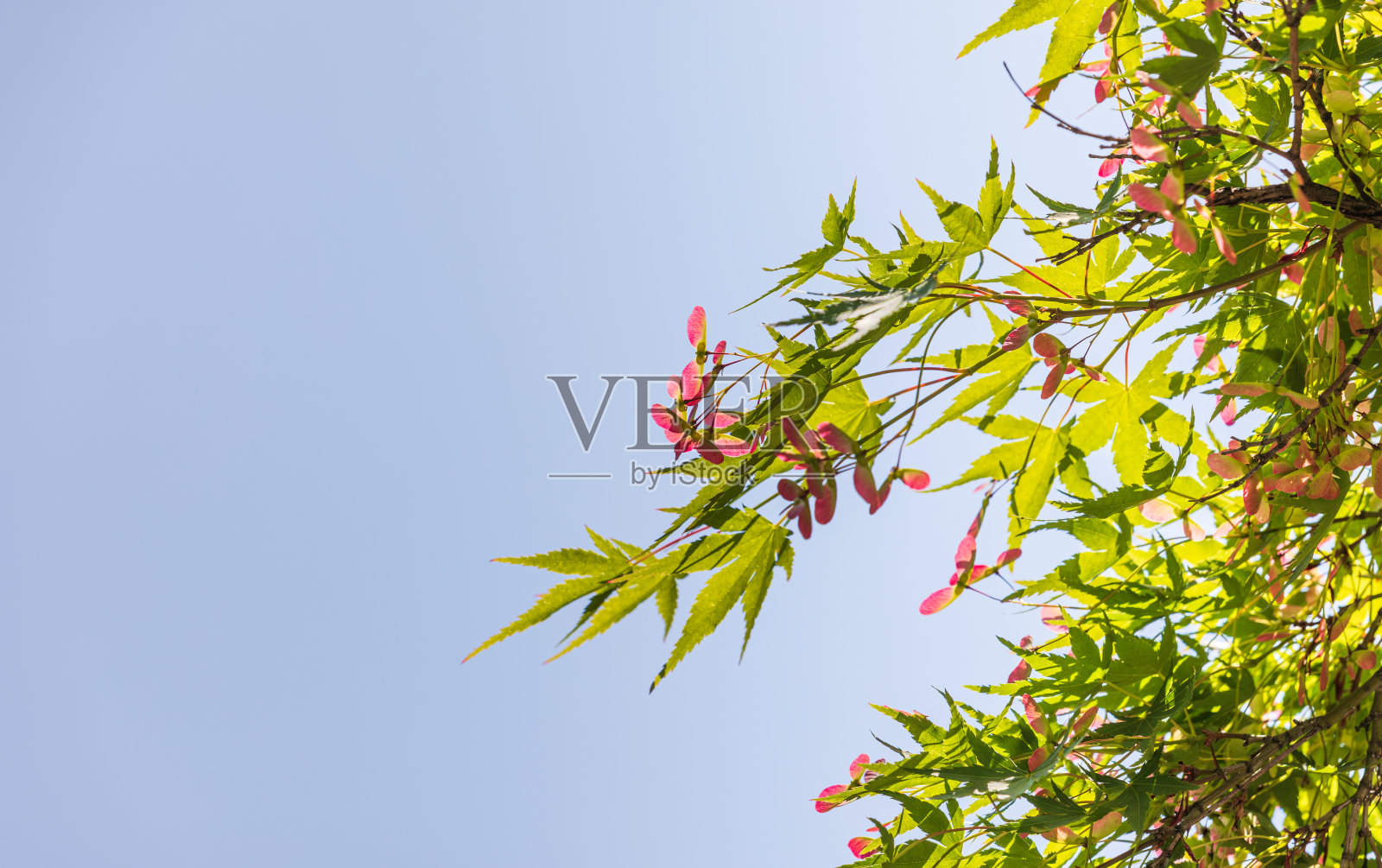 绿枫叶，红枫果。温暖的阳光照片摄影图片