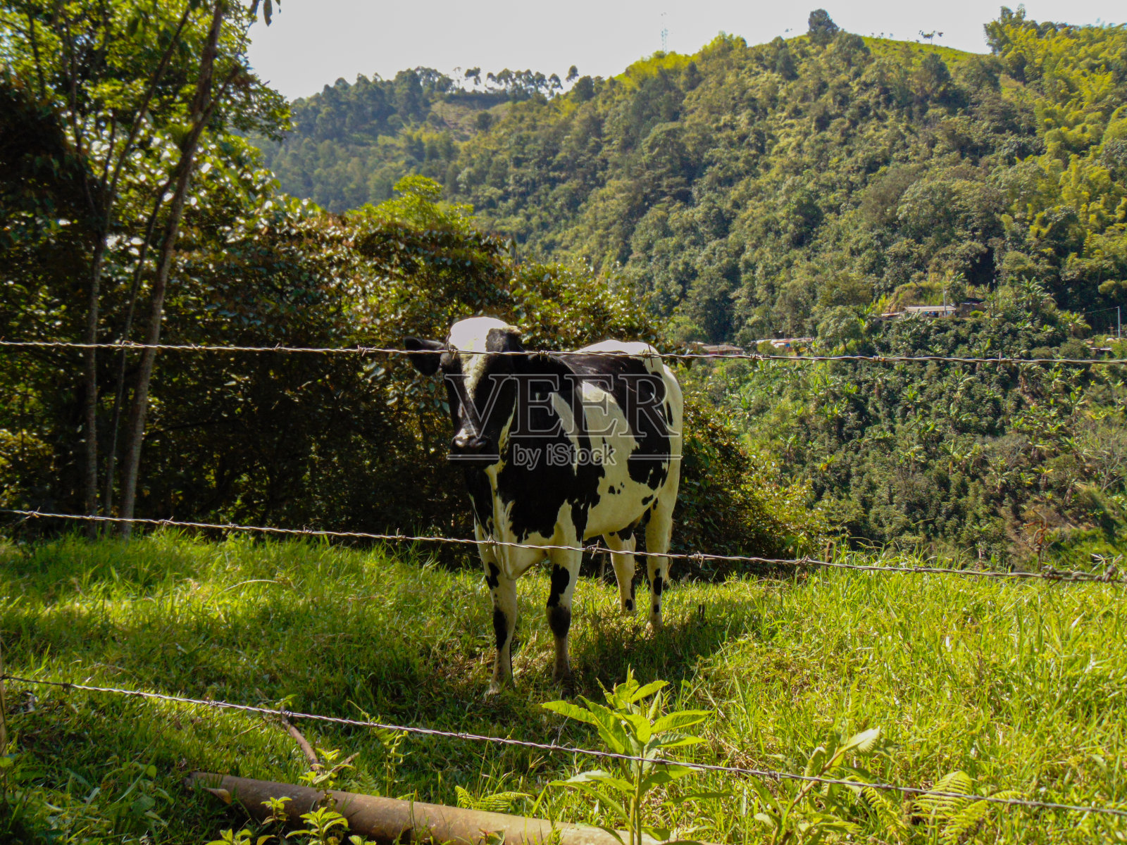 牛,牛照片摄影图片