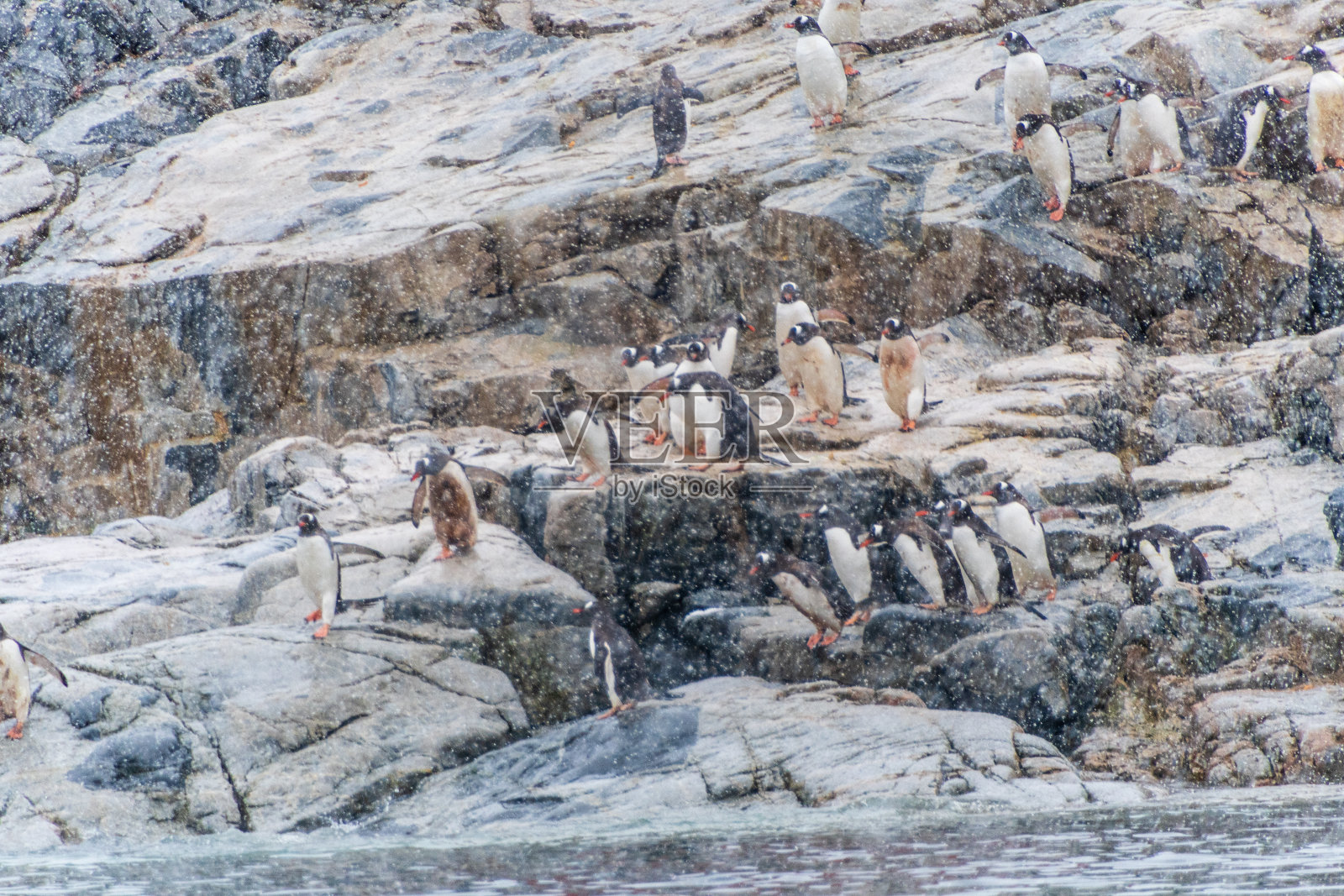 雪地里的巴布亚企鹅照片摄影图片