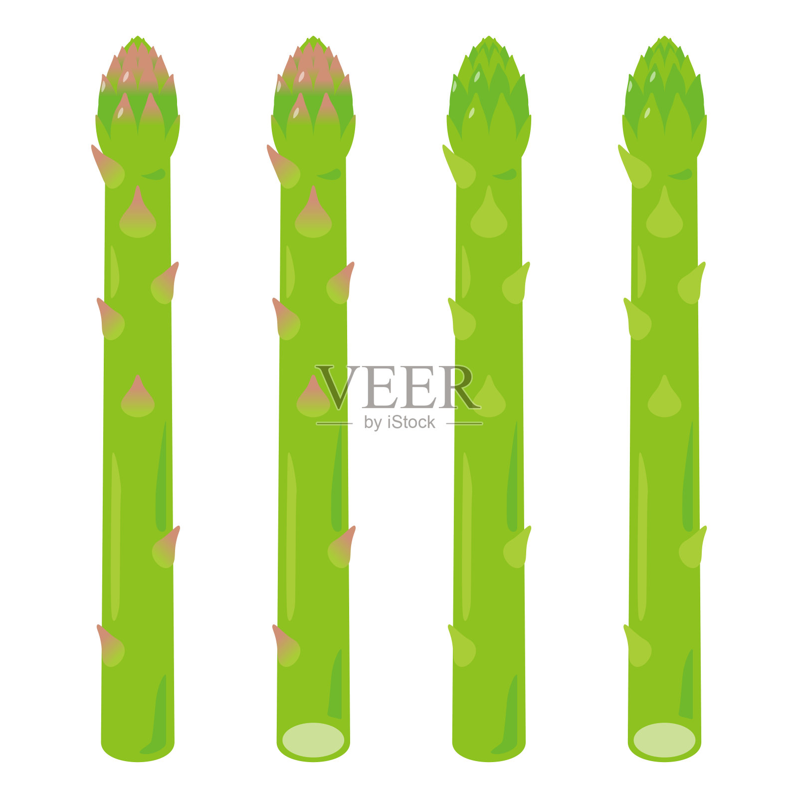 芦笋集插画图片素材