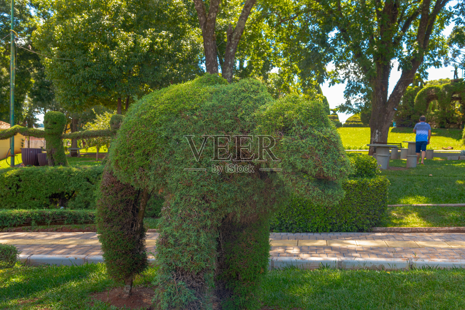 在巴西南里奥格兰德州维克多·格雷夫市广场上修剪灌木照片摄影图片