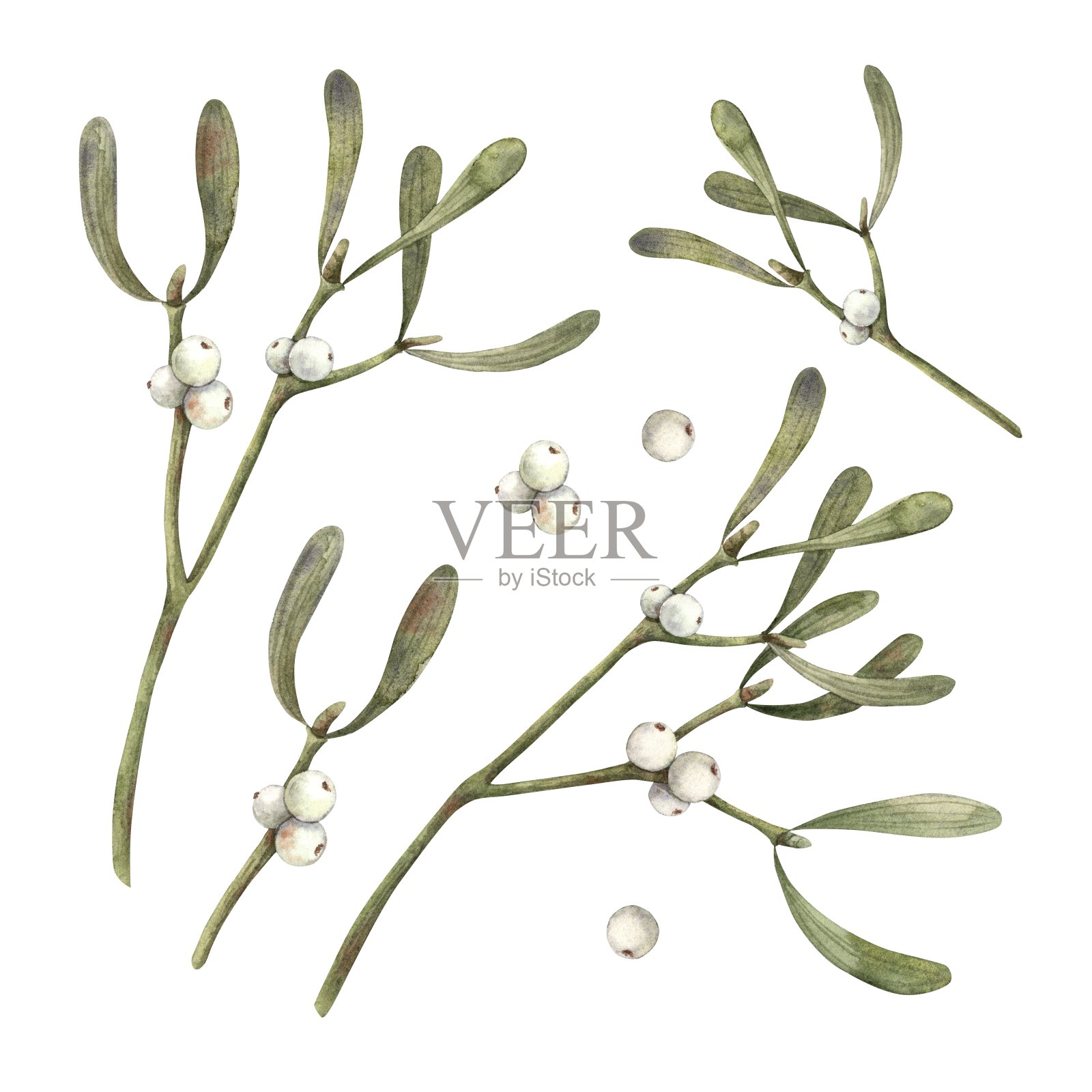 一套槲寄生植物与白色浆果。水彩植物插图孤立的背景。插图贺卡，节日横幅，包装纸，装饰，圣诞装饰。插画图片素材