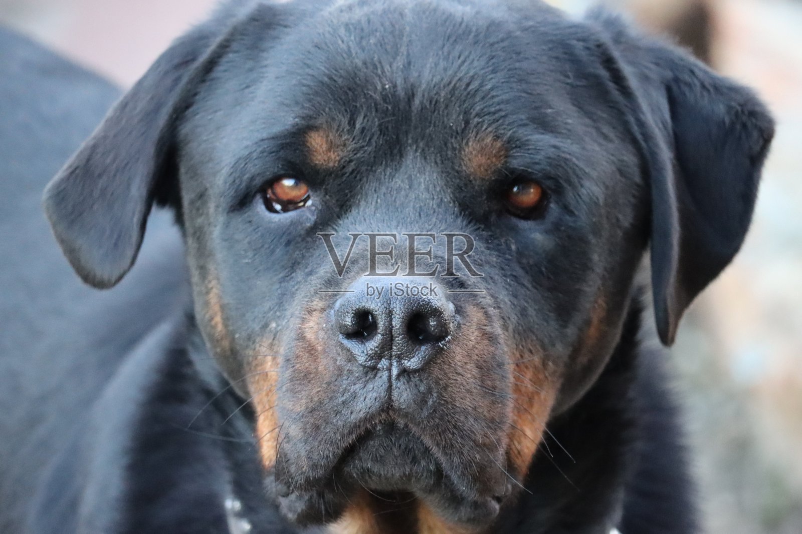 斩波器照片摄影图片