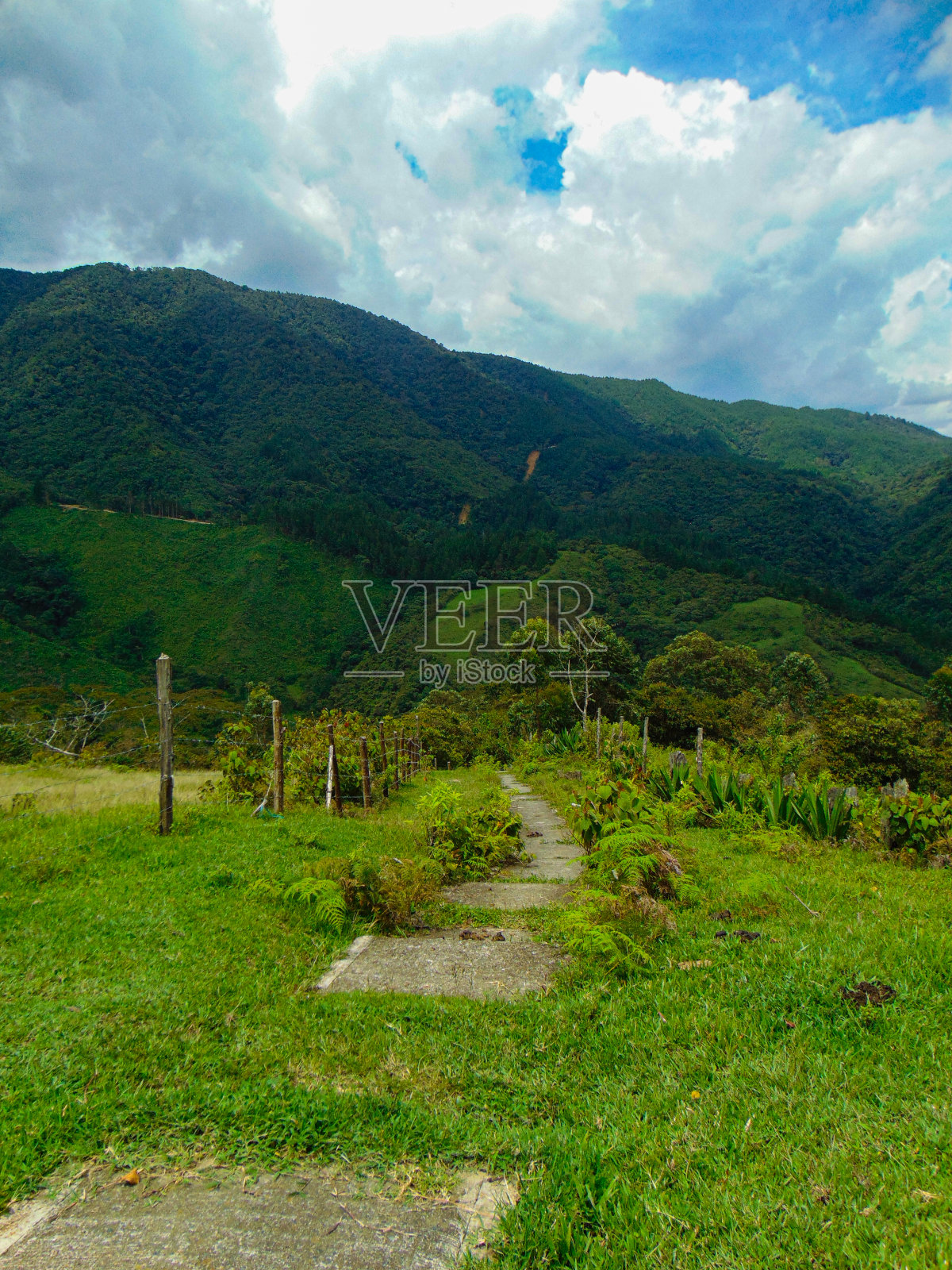 林中小径照片摄影图片