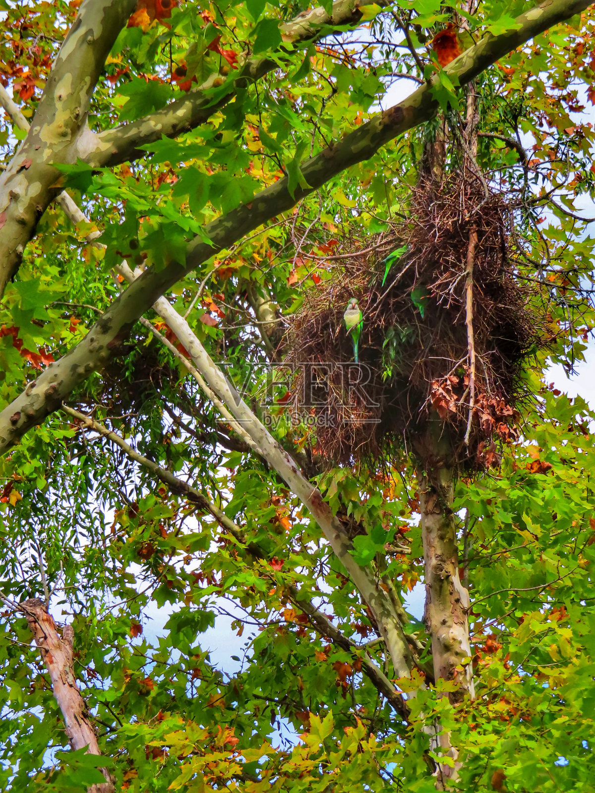 在巴西南里奥格兰德州Guaíba市的一个公共广场上，一只小长尾小鹦鹉在高高的树上筑巢照片摄影图片