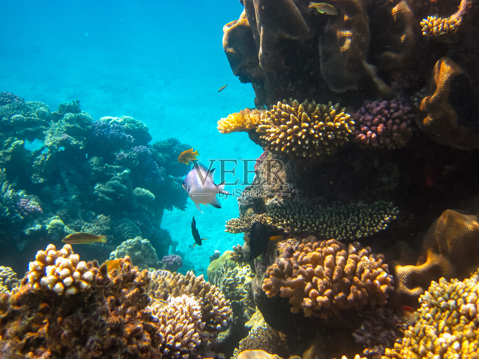 红海的珊瑚礁及其生物照片摄影图片