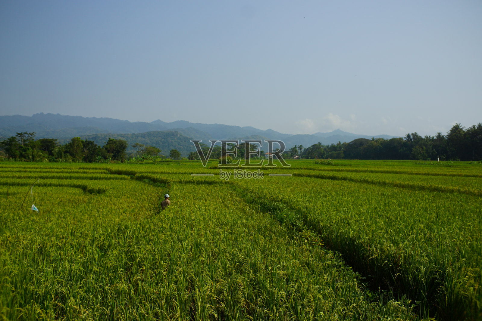 夏天的稻田。照片摄影图片