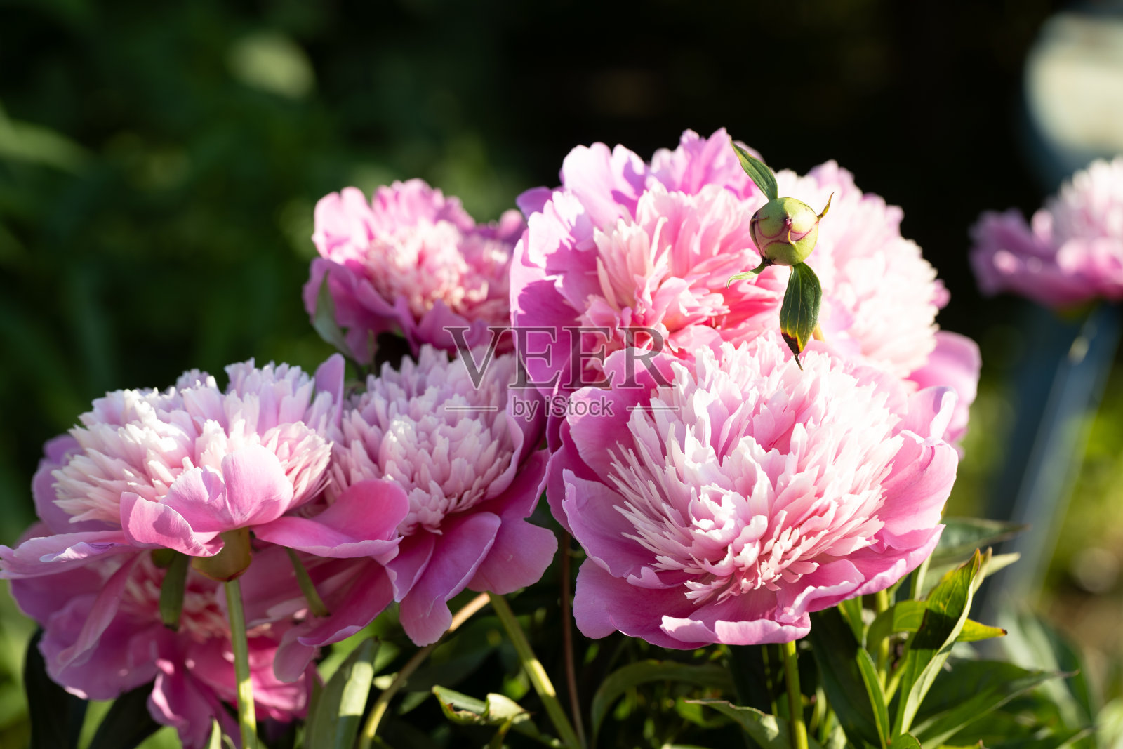 美丽的日本形状的牡丹花，粉红色的花瓣和精致的淡黄色的雄蕊照片摄影图片