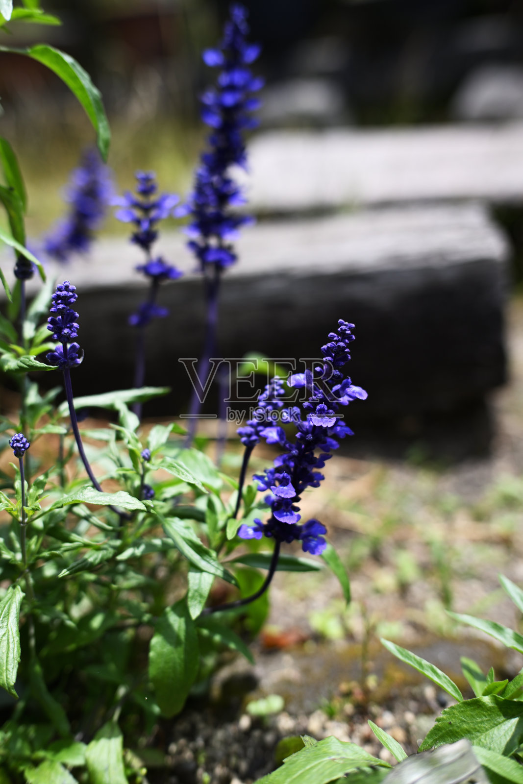 初夏蓝鼠尾草照片摄影图片
