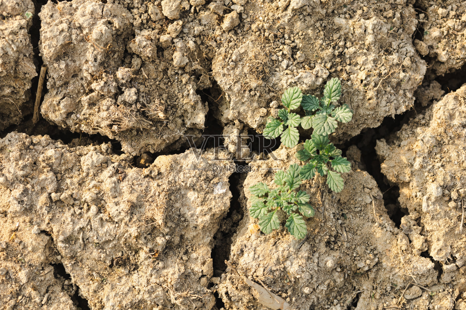 土地恢复、荒漠化和抗旱能力照片摄影图片