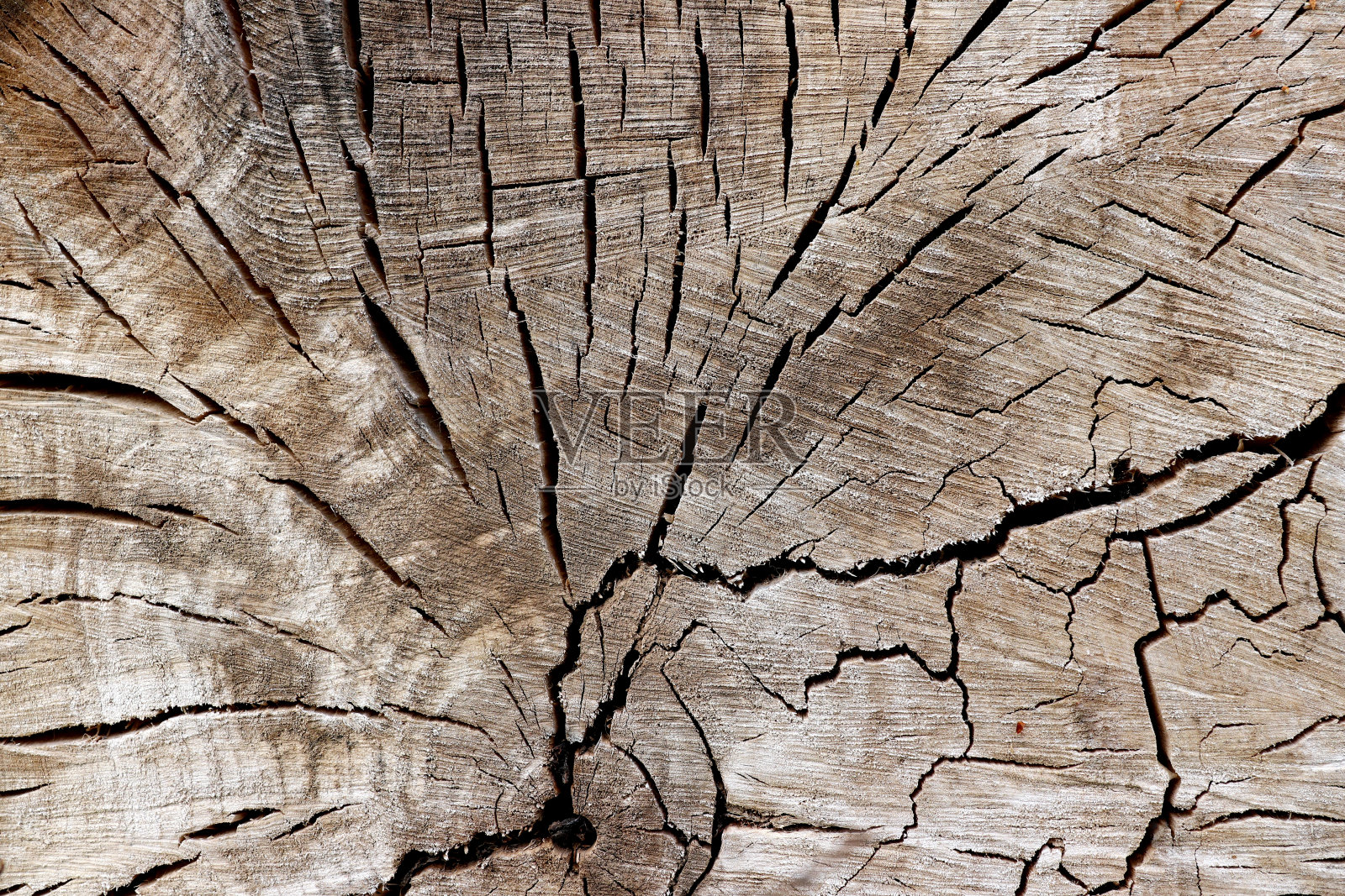 砍下树干-木材的纹理照片摄影图片