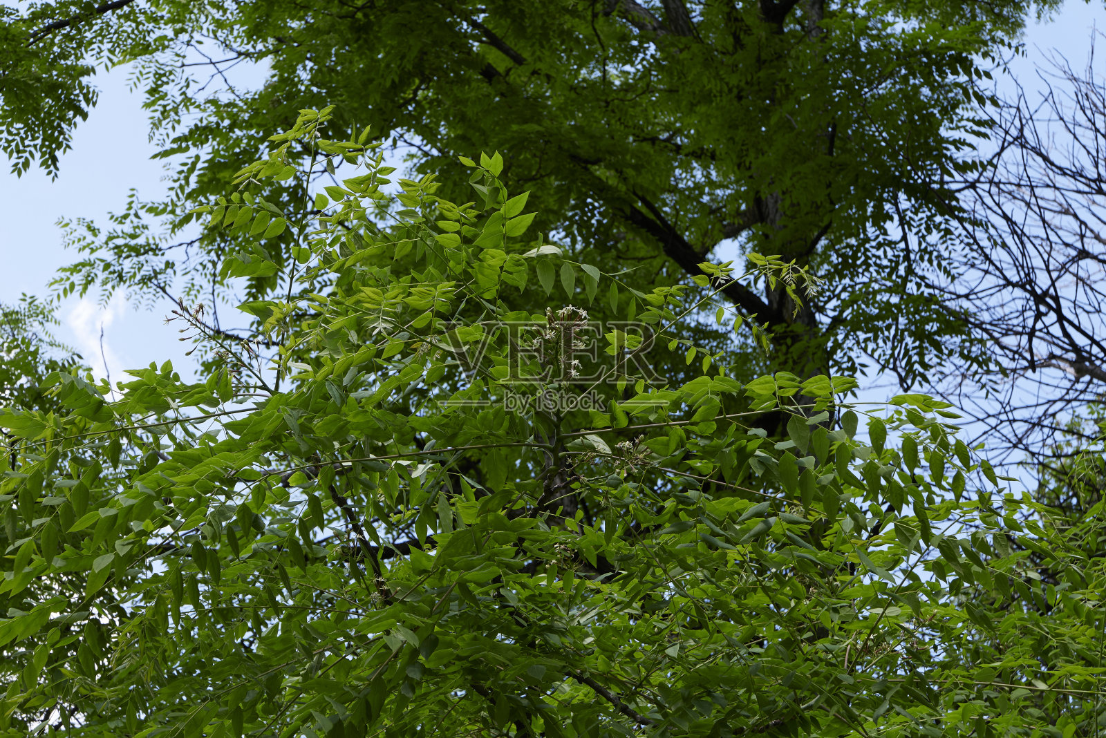 裸子树近距离观察照片摄影图片