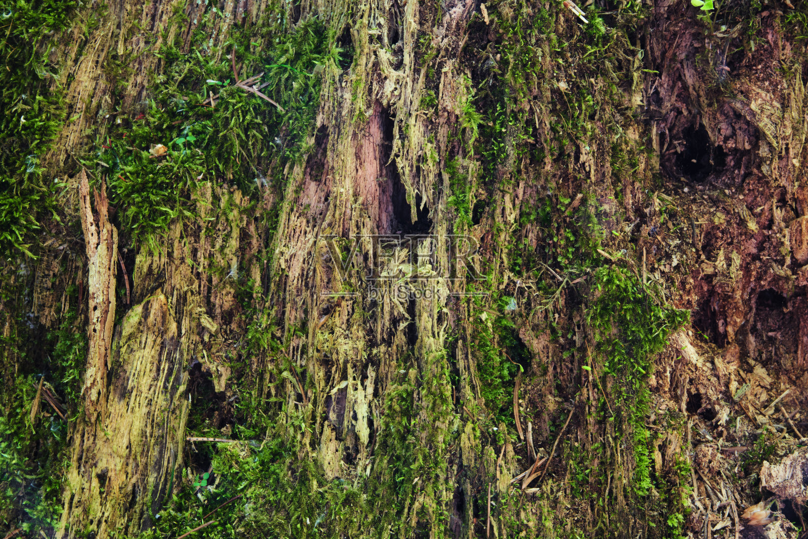 青苔纹理。苔藓长在自然公园的树皮上。由于气候潮湿，树上长满了苔藓。纹理自然背景。平铺，暗色自然概念。前视图。照片摄影图片