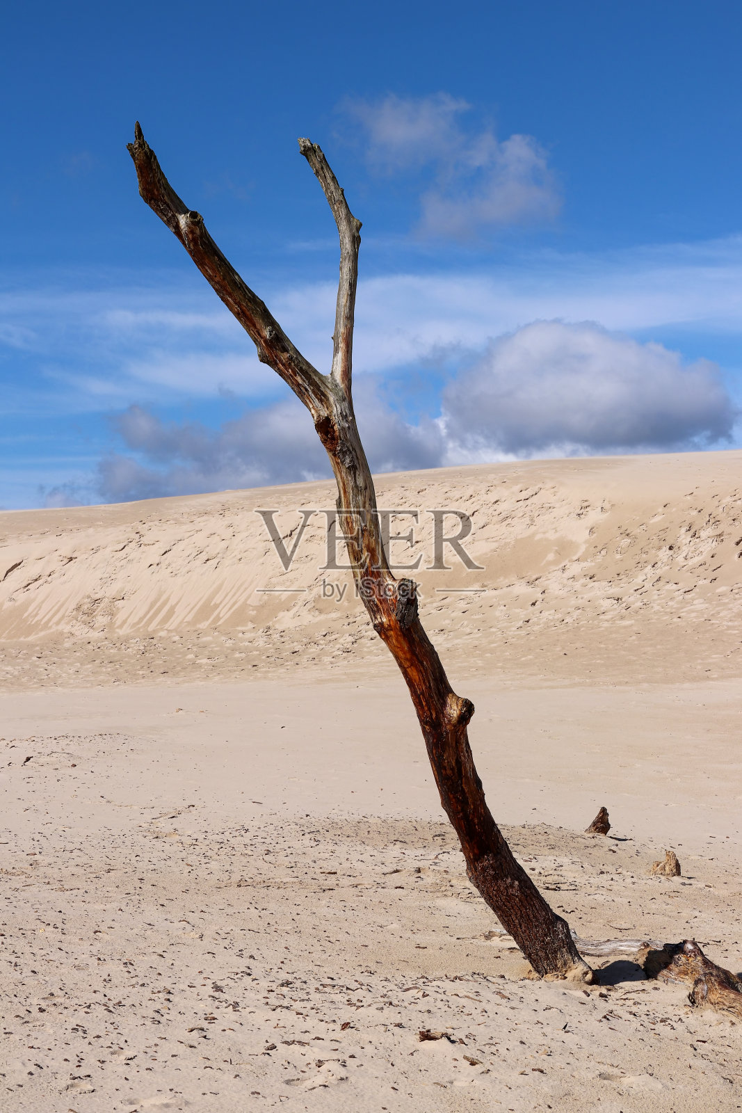 波兰勒巴的斯洛文尼亚国家公园里，拉卡沙丘上的一棵死树。移动的沙丘吸收了森林。照片摄影图片